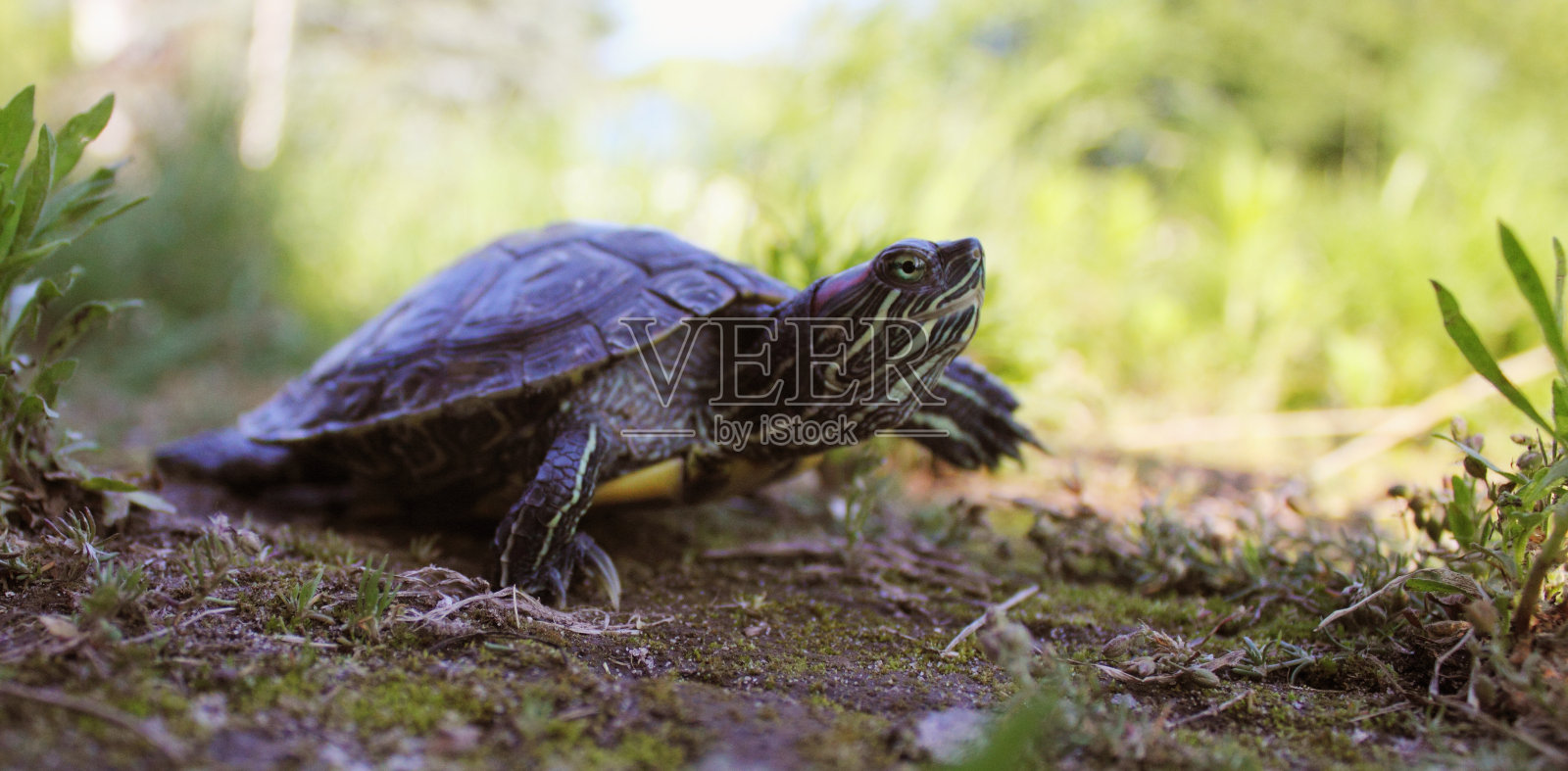 草丛中的乌龟照片摄影图片
