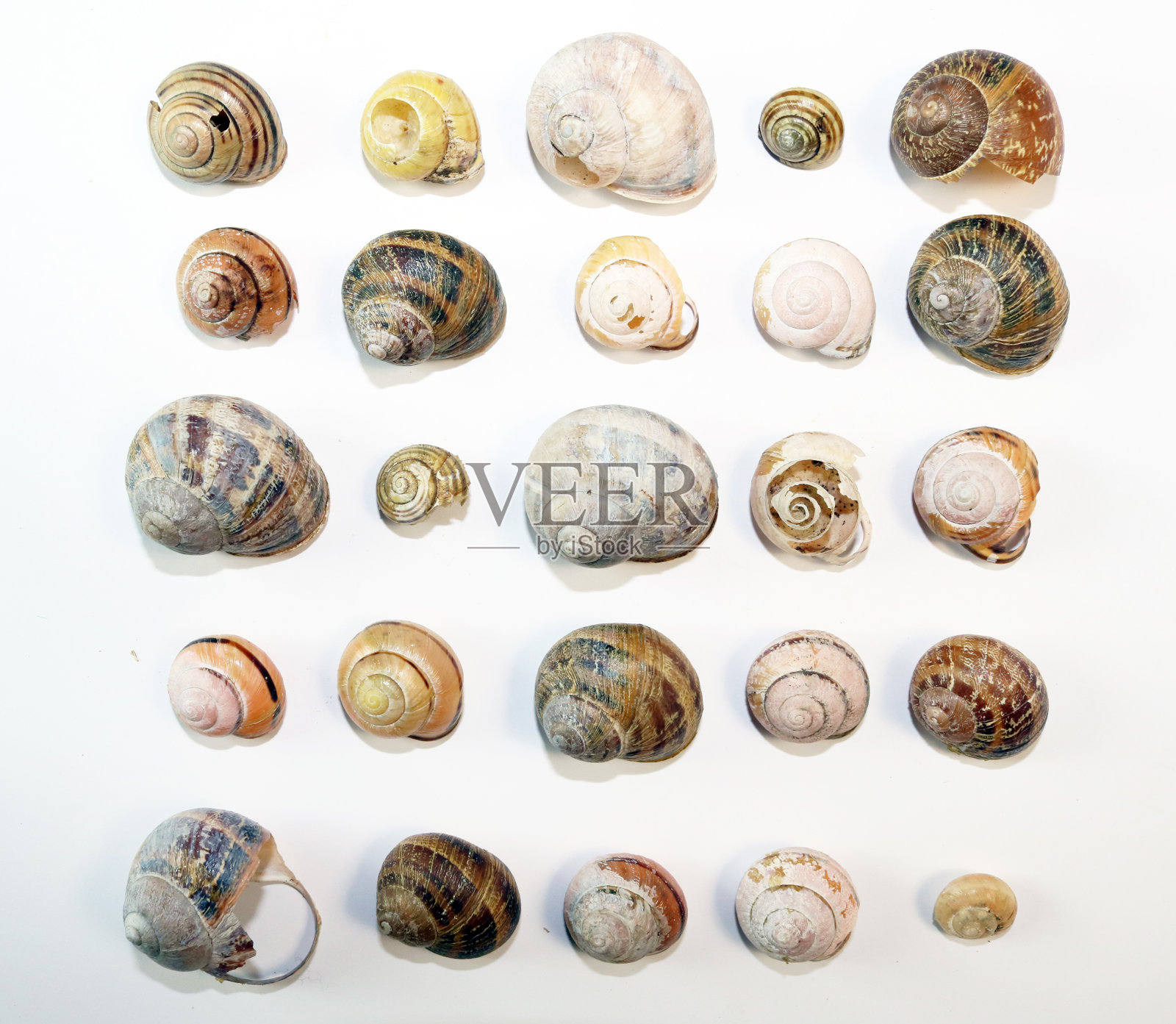 蜗牛的壳照片摄影图片