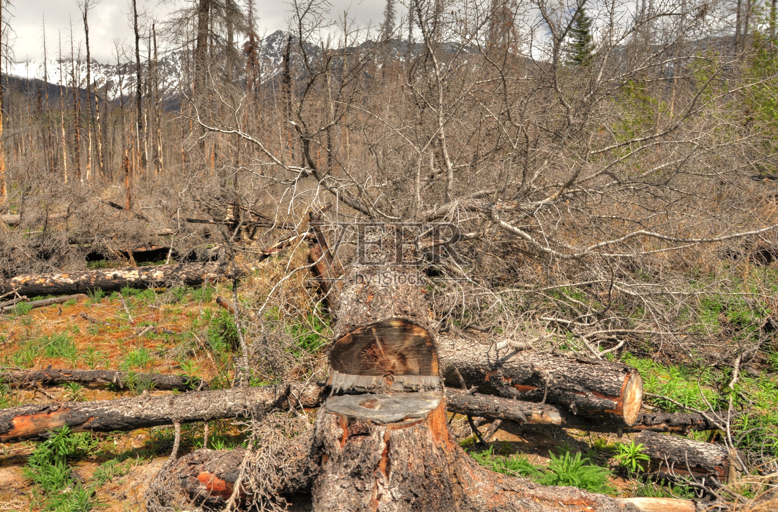 阿尔伯塔省的枯树照片摄影图片