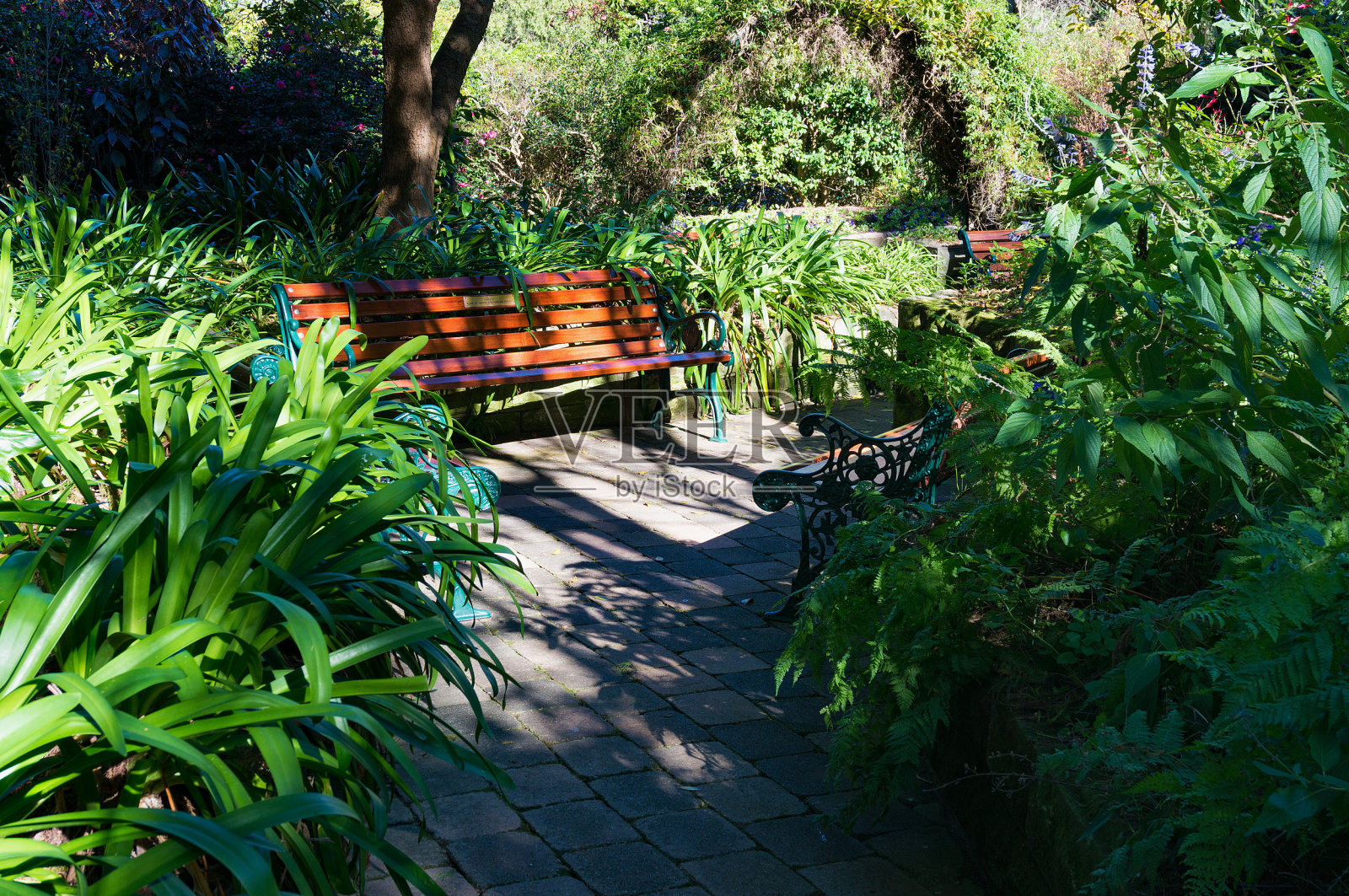 花园里的长凳。热带公园景观照片摄影图片