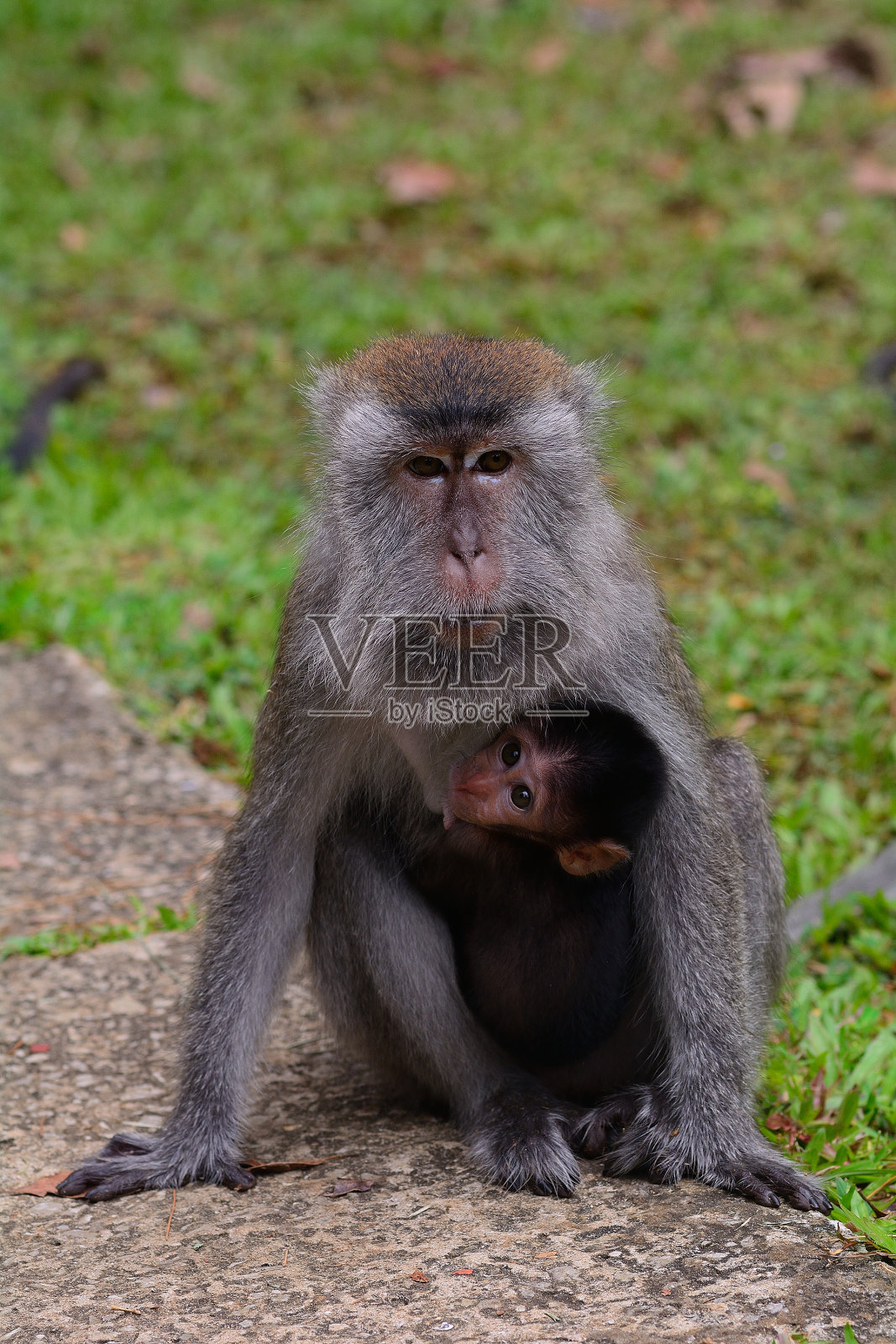 长尾猕猴，婆罗洲，马来西亚照片摄影图片