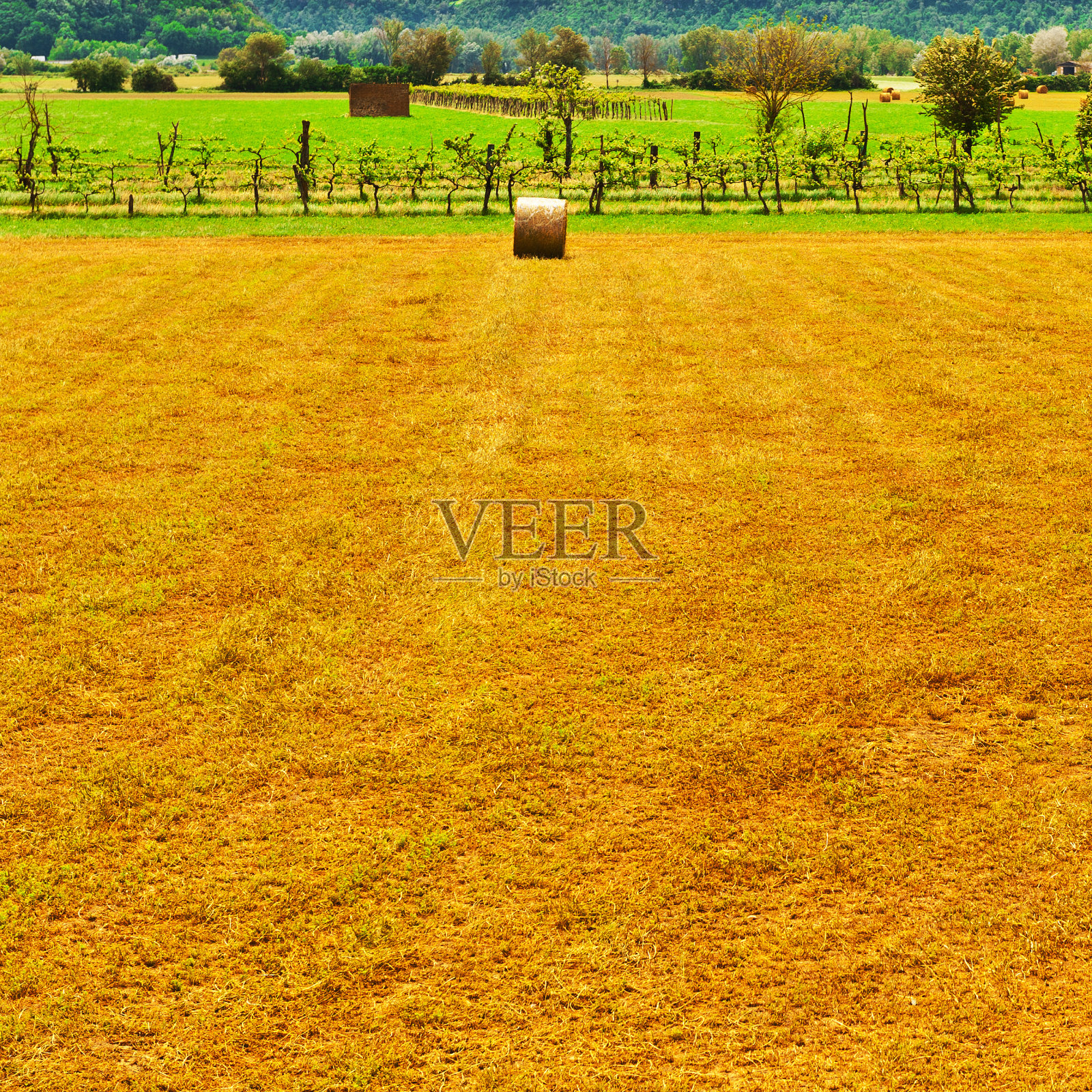 有包照片摄影图片