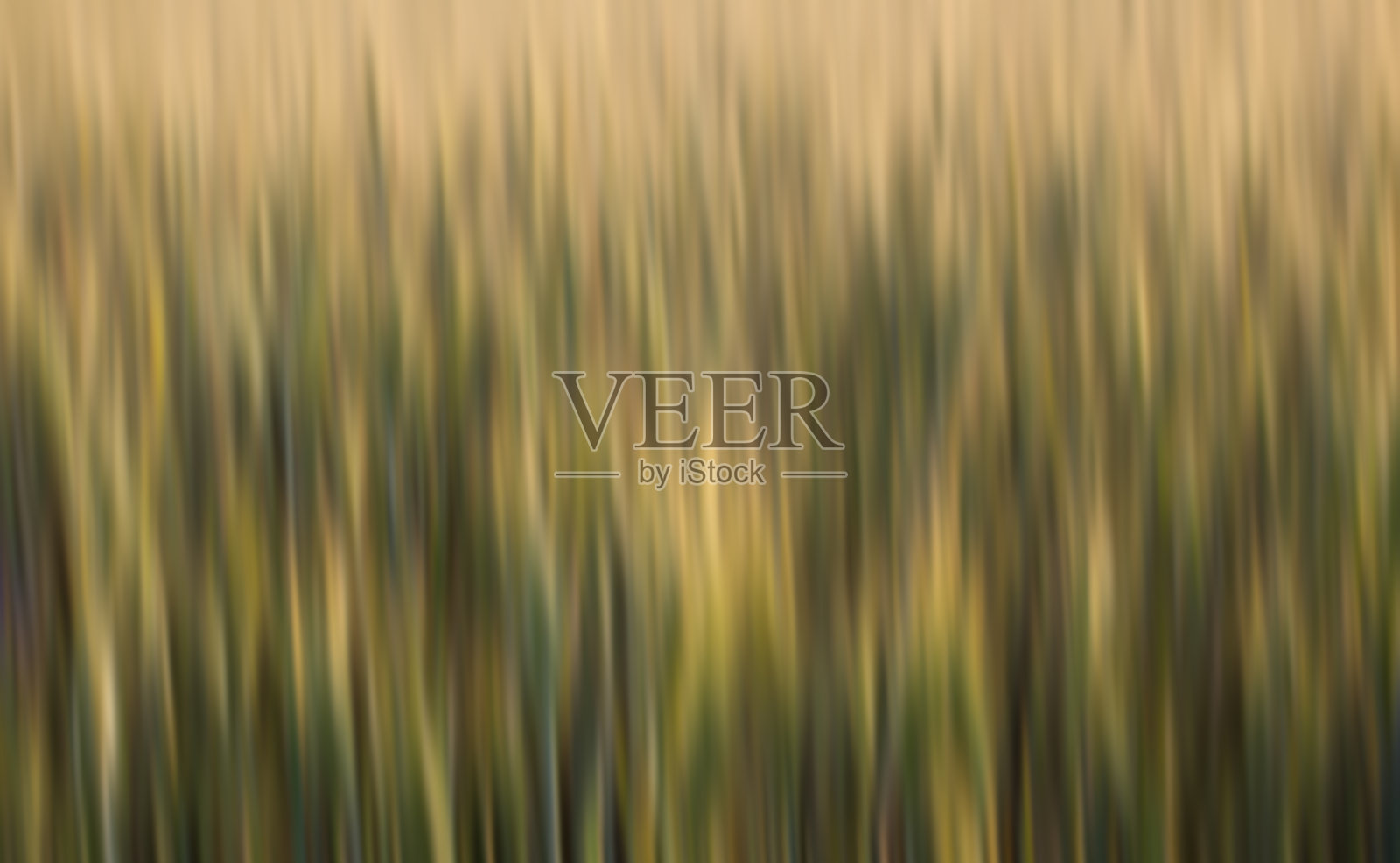 抽象模糊麦田照片摄影图片