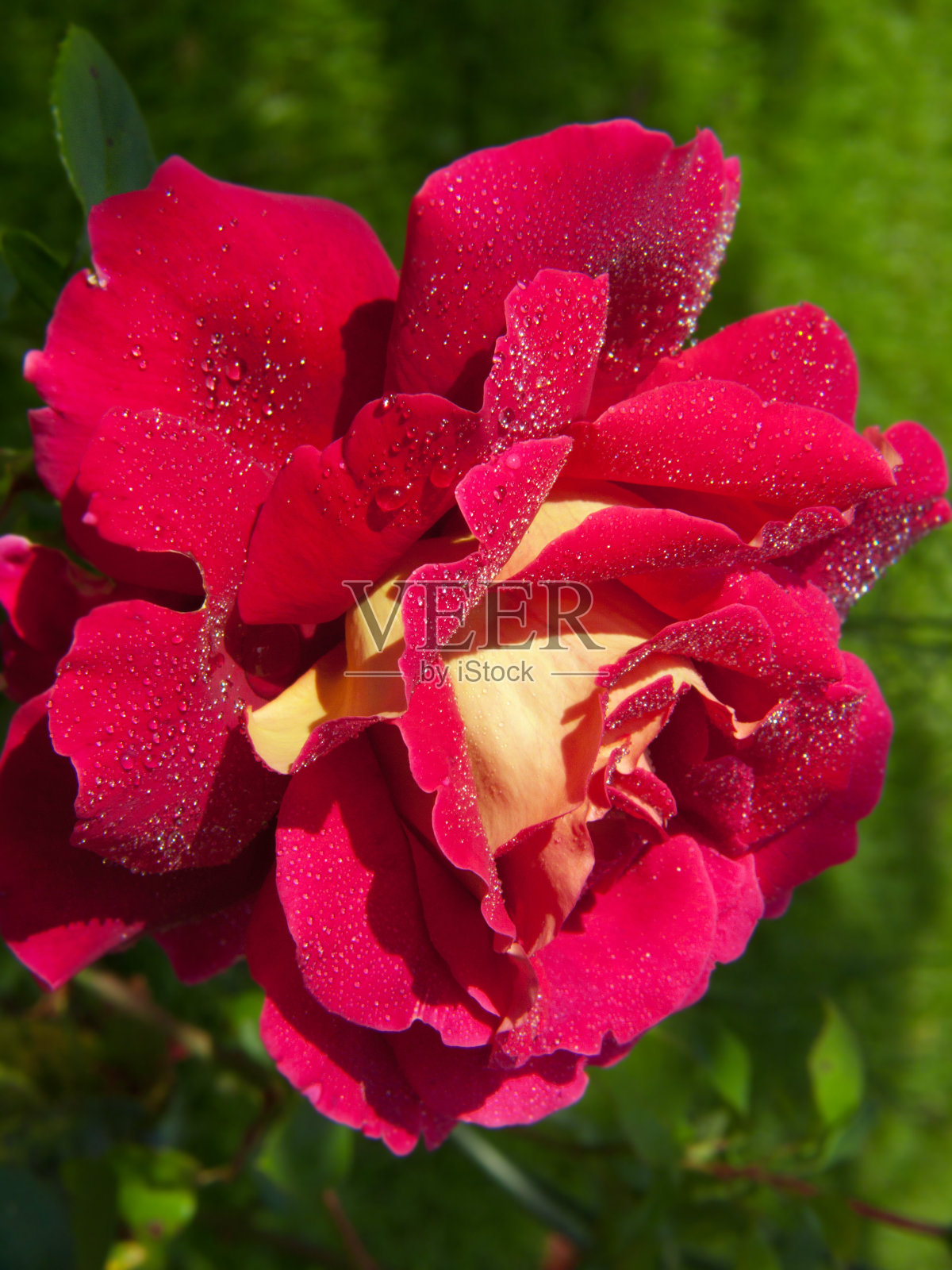粉色玫瑰情人节。照片摄影图片