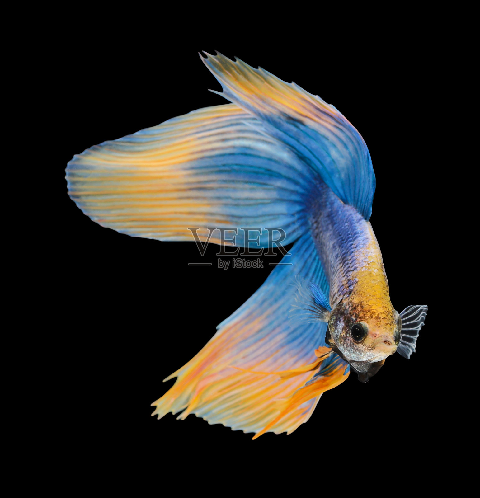 斗鱼，暹罗斗鱼，一串红斗鱼照片摄影图片