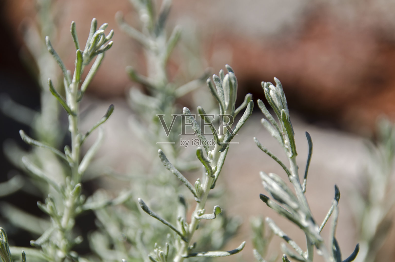 咖喱照片摄影图片