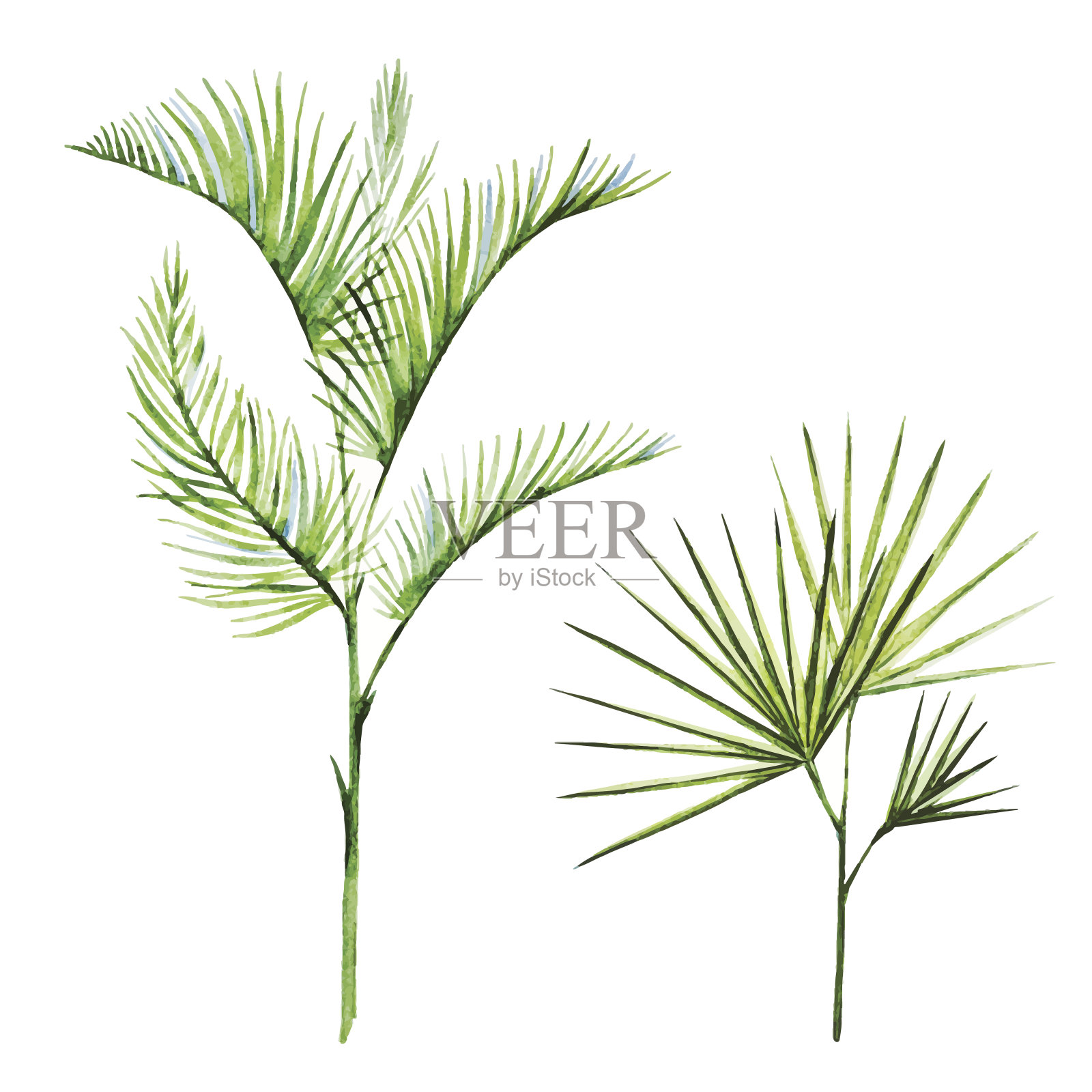 水彩热带植物设计元素图片