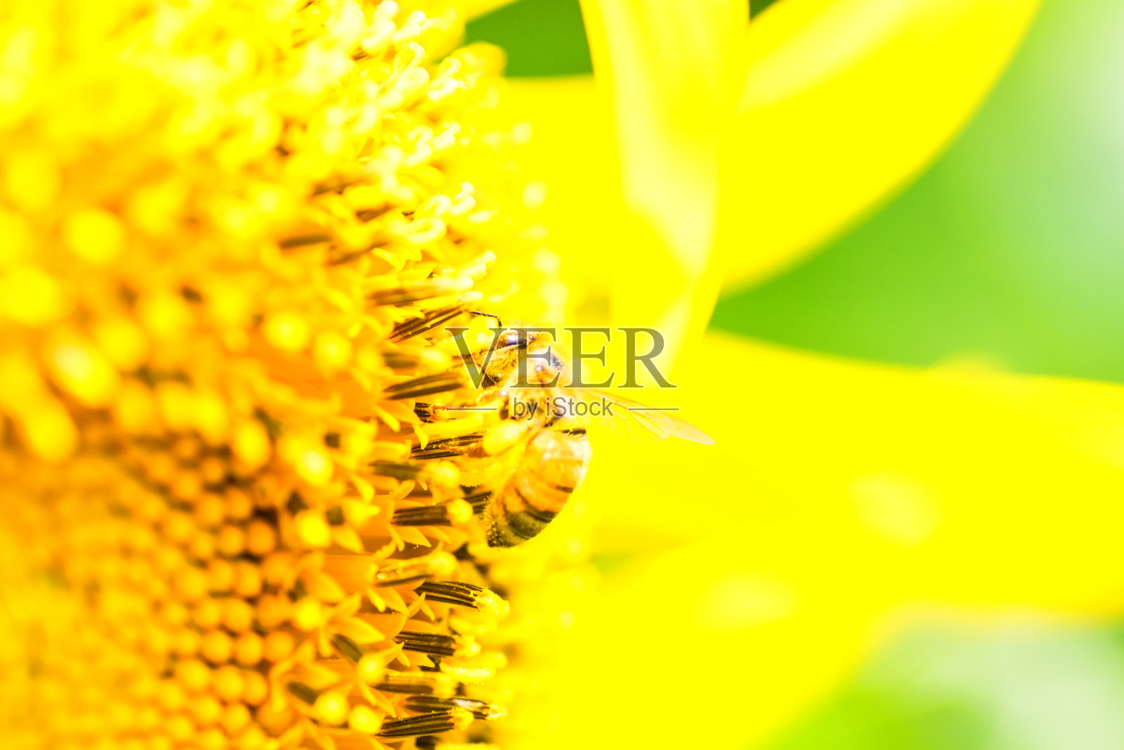 在泰坦向日葵中心的蜜蜂照片摄影图片