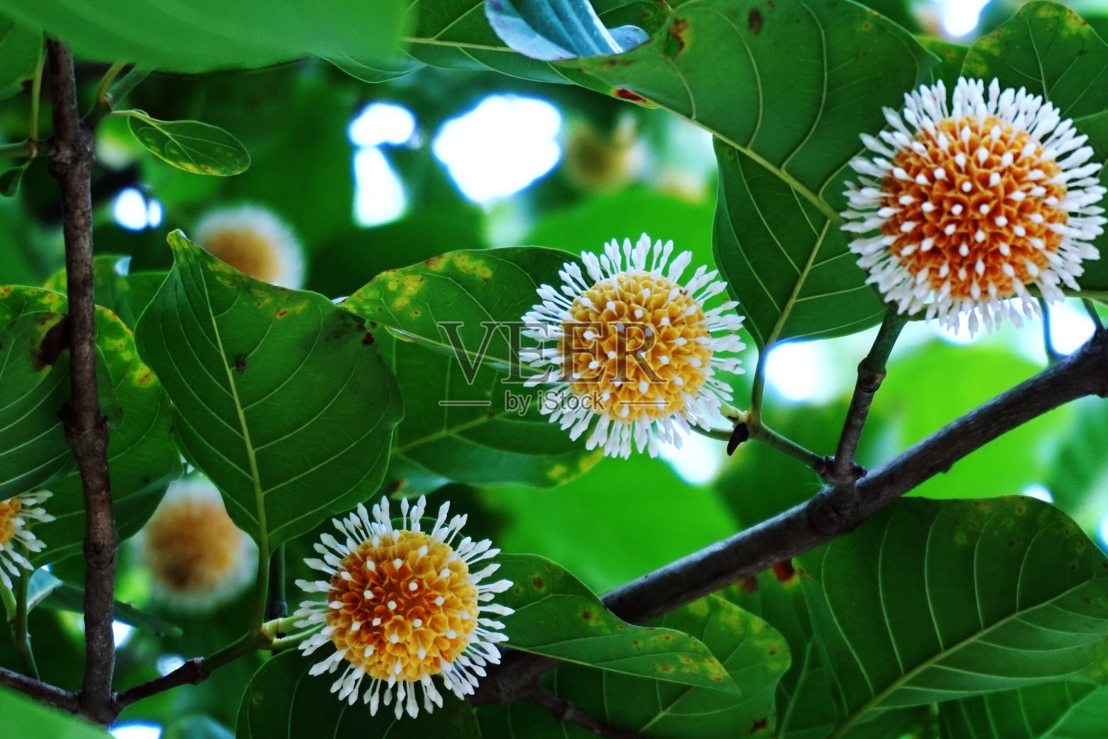 泰国药草花照片摄影图片