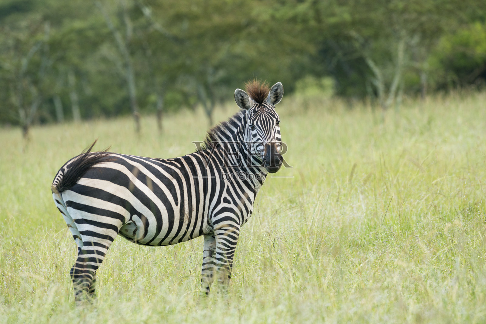斑马照片摄影图片