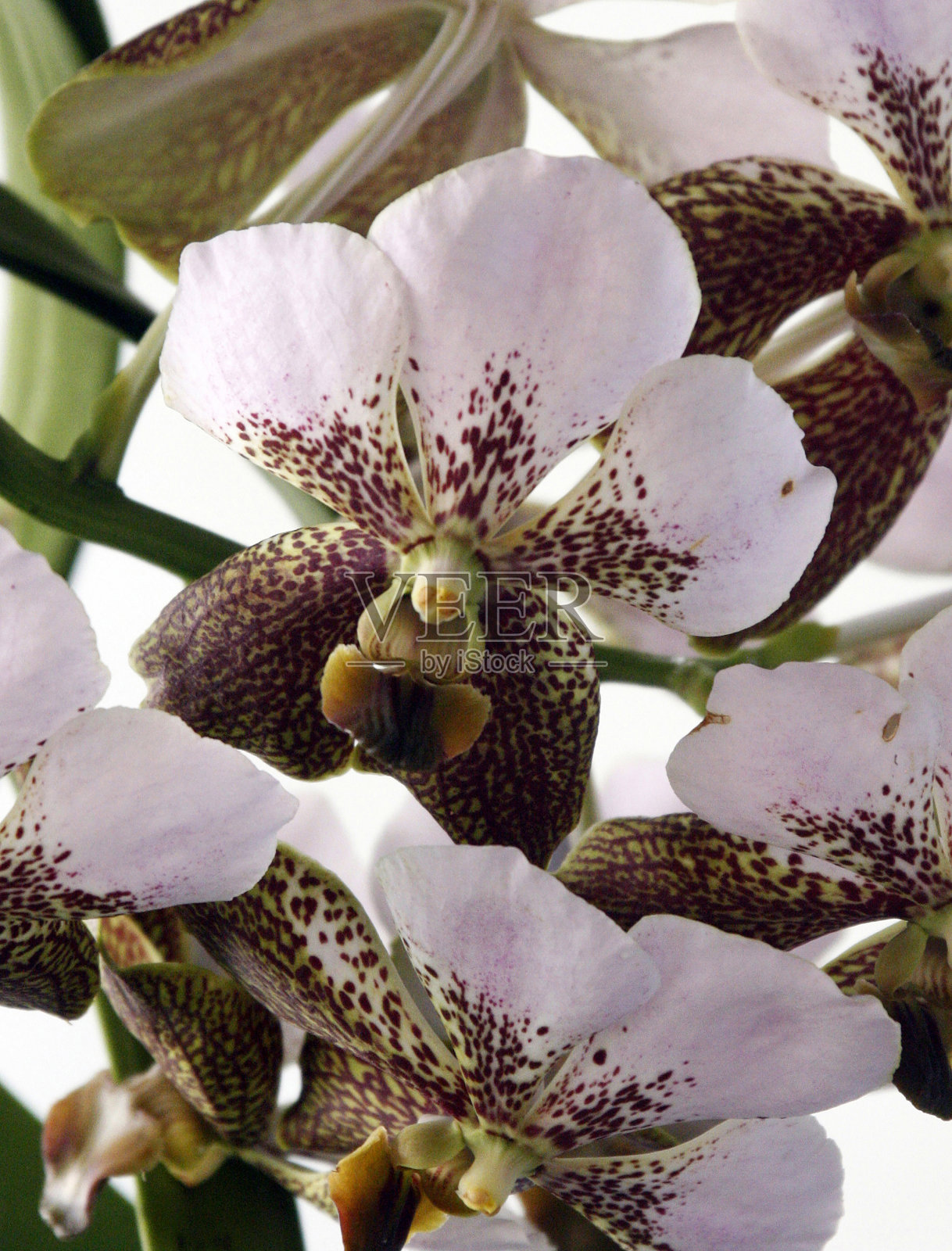 白色和红色斑点兰花照片摄影图片