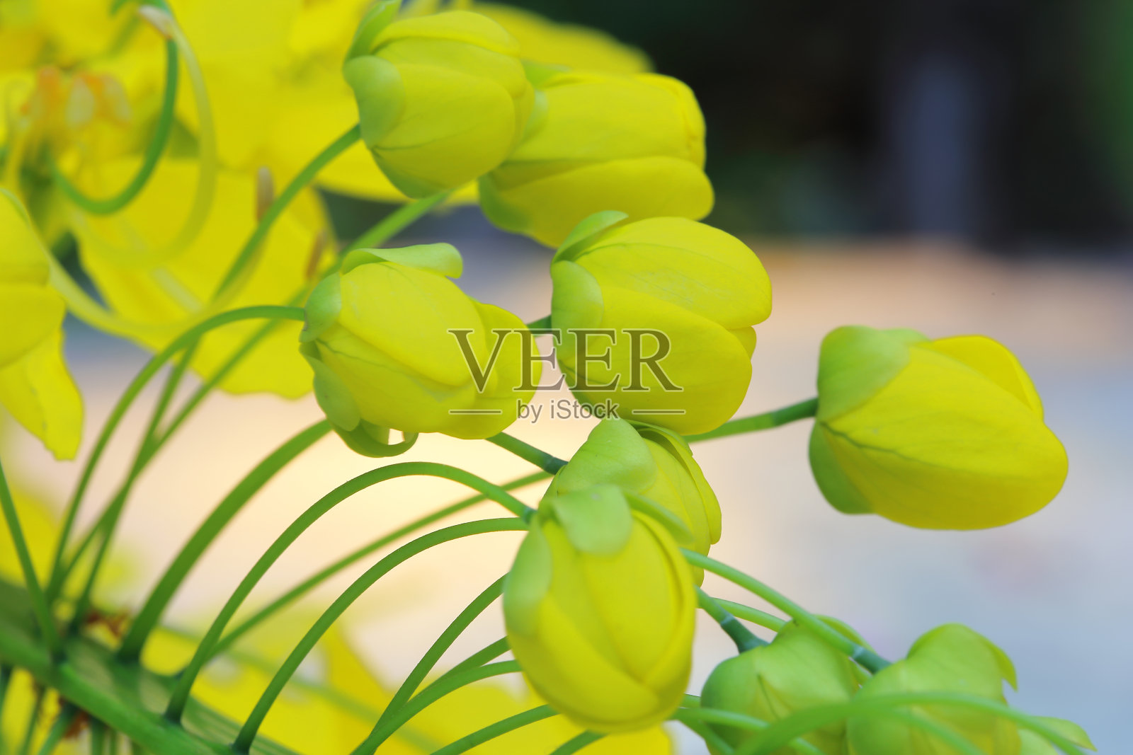 金色雨树的花朵特写照片摄影图片