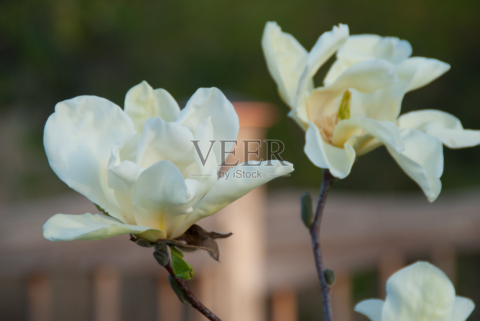 美丽的木兰开花了照片摄影图片