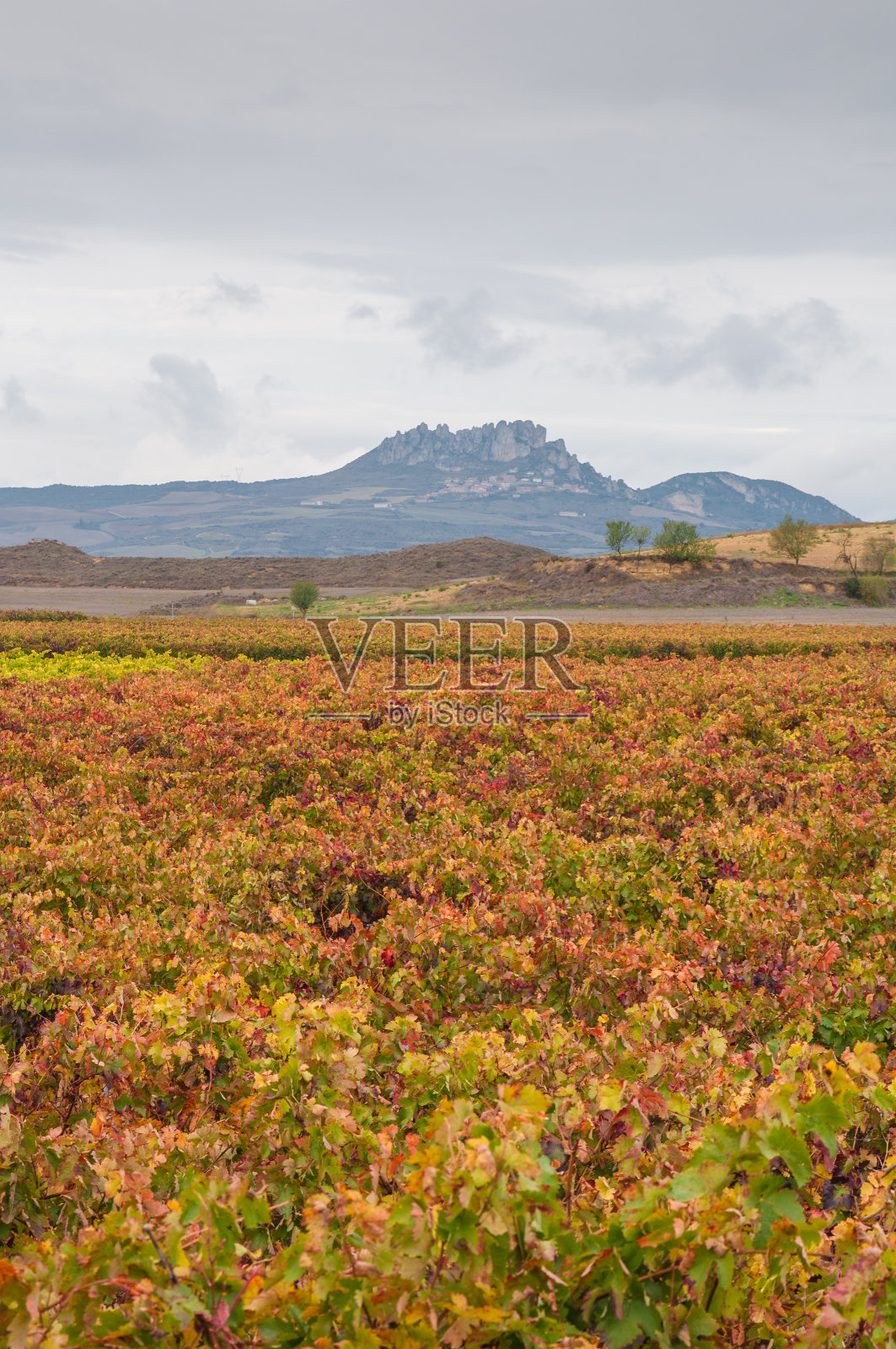 秋色的葡萄园照片摄影图片
