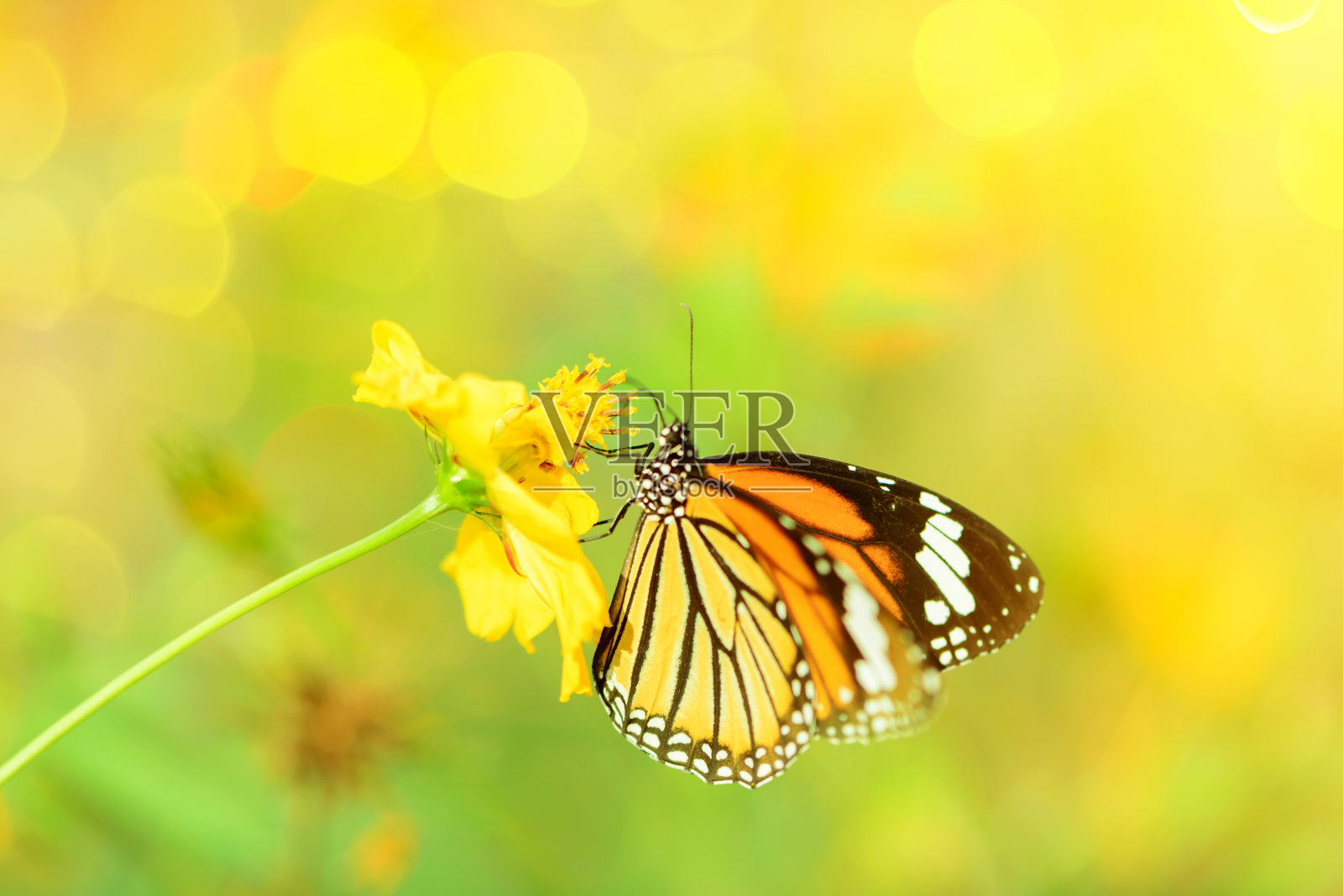 蝴蝶在清晨的大自然中飞翔照片摄影图片