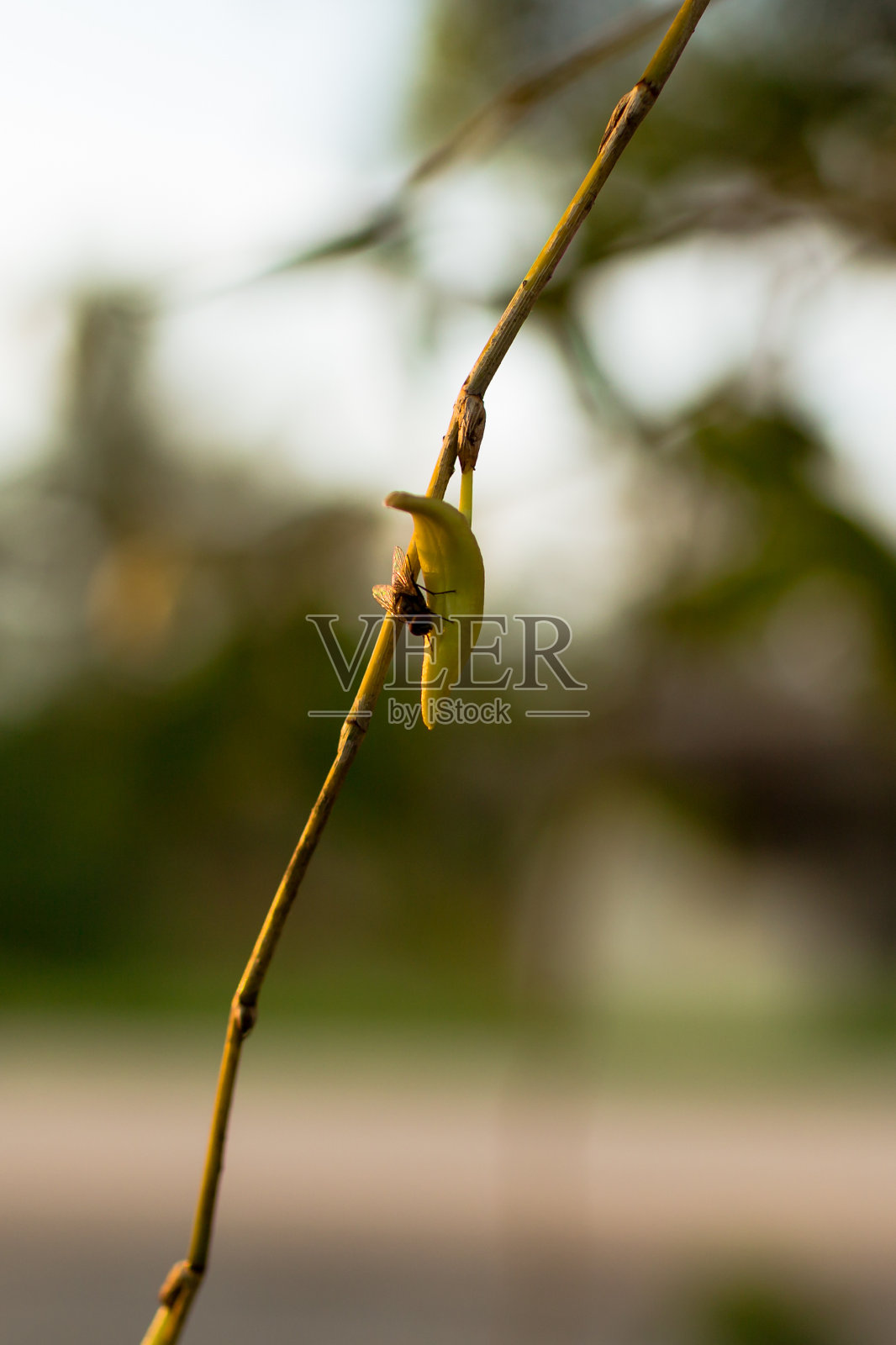 苍蝇抱着花朵，自然背景。照片摄影图片
