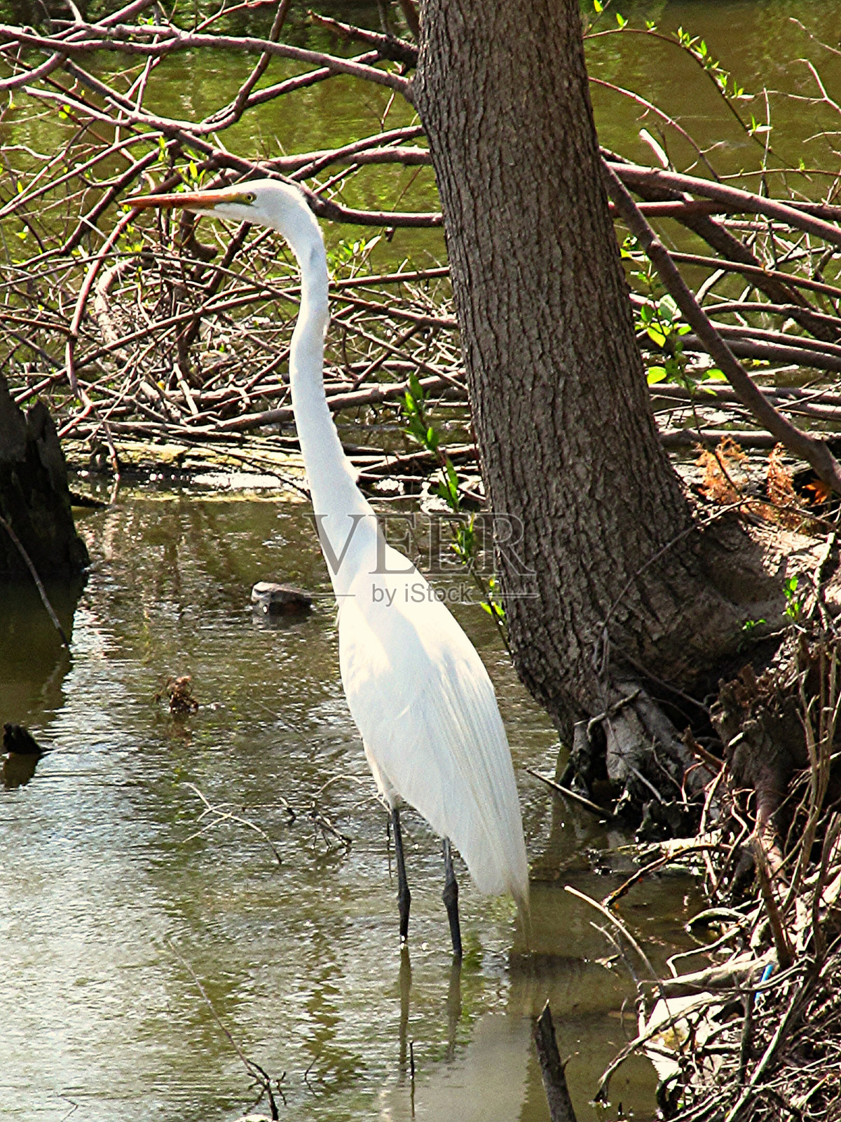 大白鹭照片摄影图片