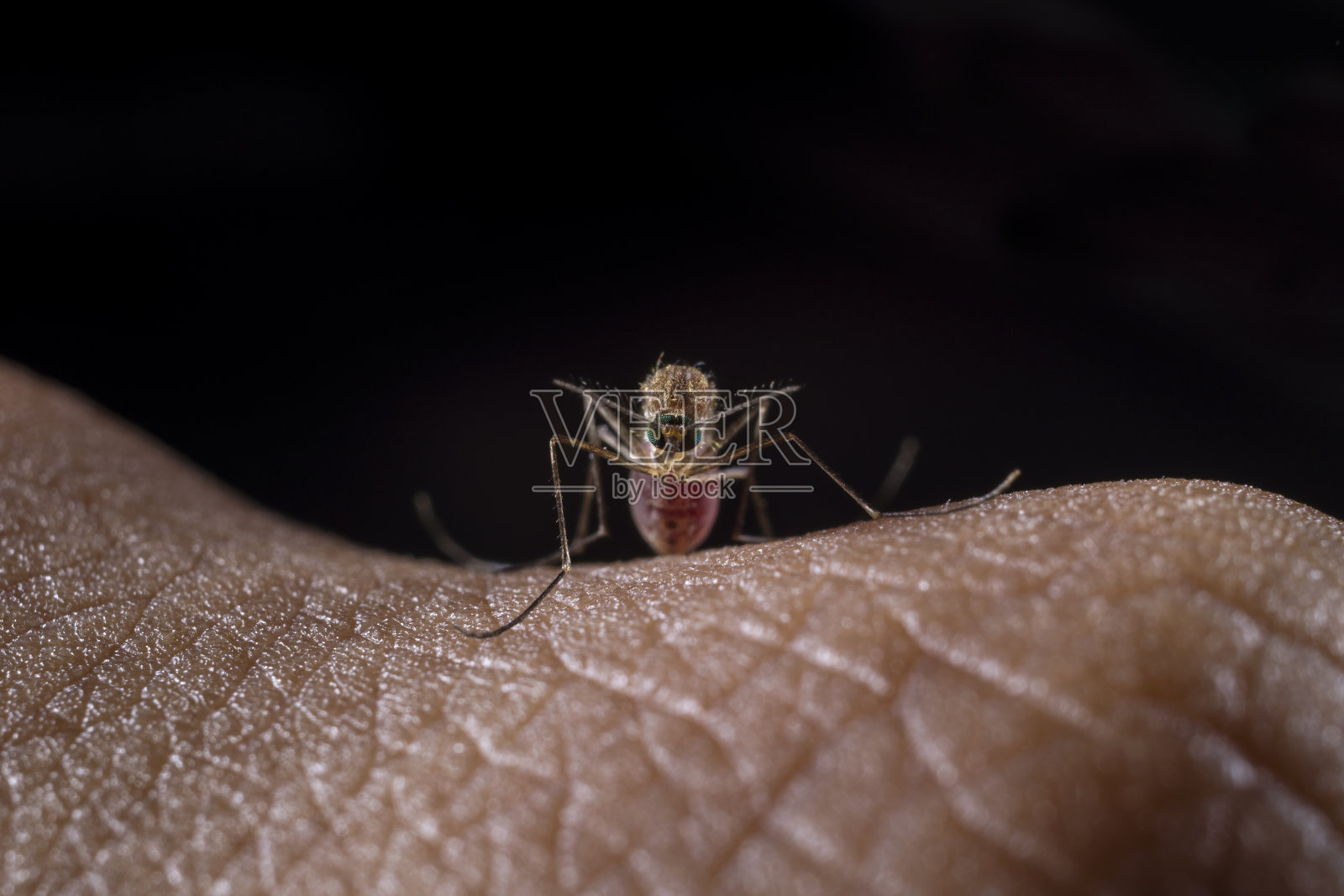 蚊子进来照片摄影图片