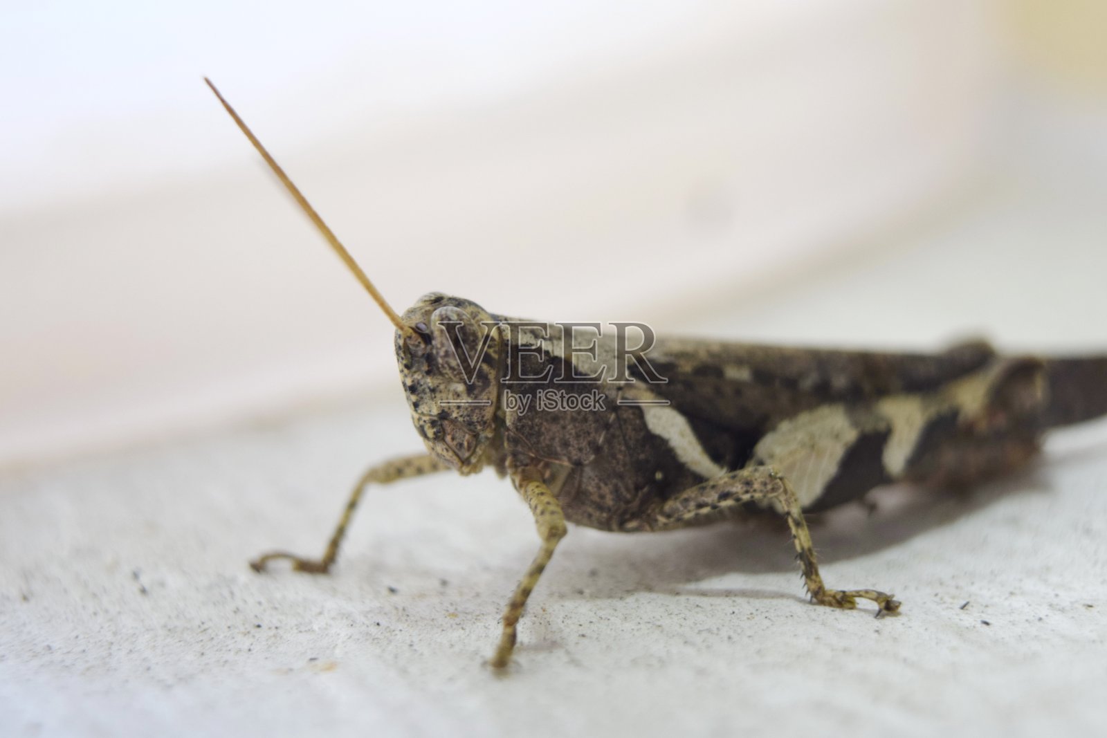 蚱蜢在白色的背景照片摄影图片