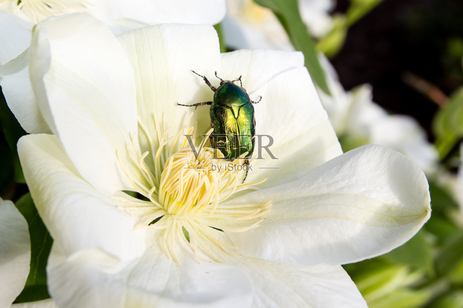 铁线莲上的绿玫瑰金龟子照片摄影图片