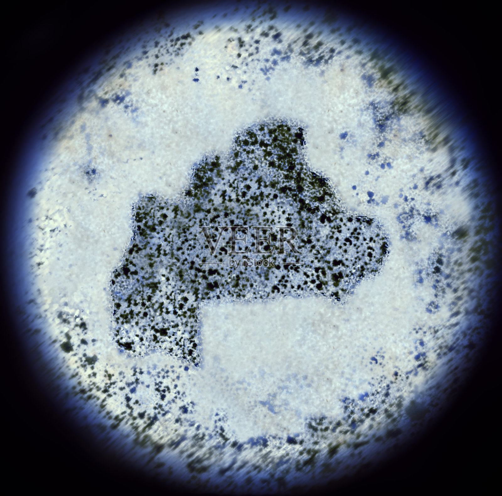 通过显微镜观察布基纳法索形状的细菌。(系列)照片摄影图片