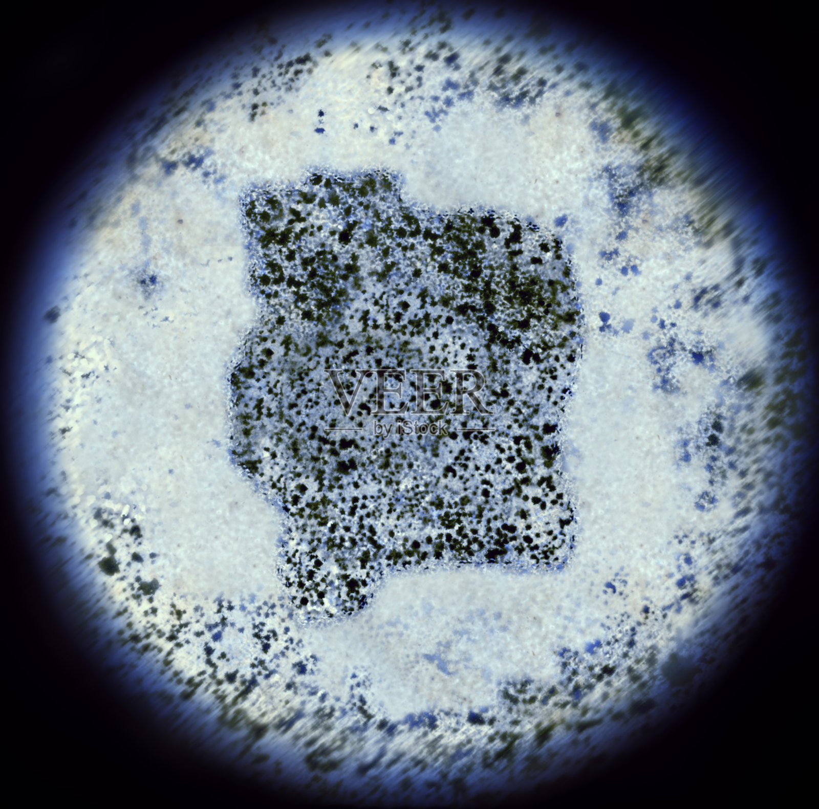 通过显微镜观察象牙海岸形状的细菌。(系列)照片摄影图片