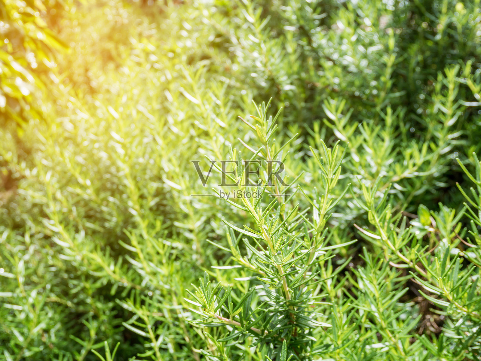 新鲜的迷迭香有机草本植物生长在户外近距离照片摄影图片