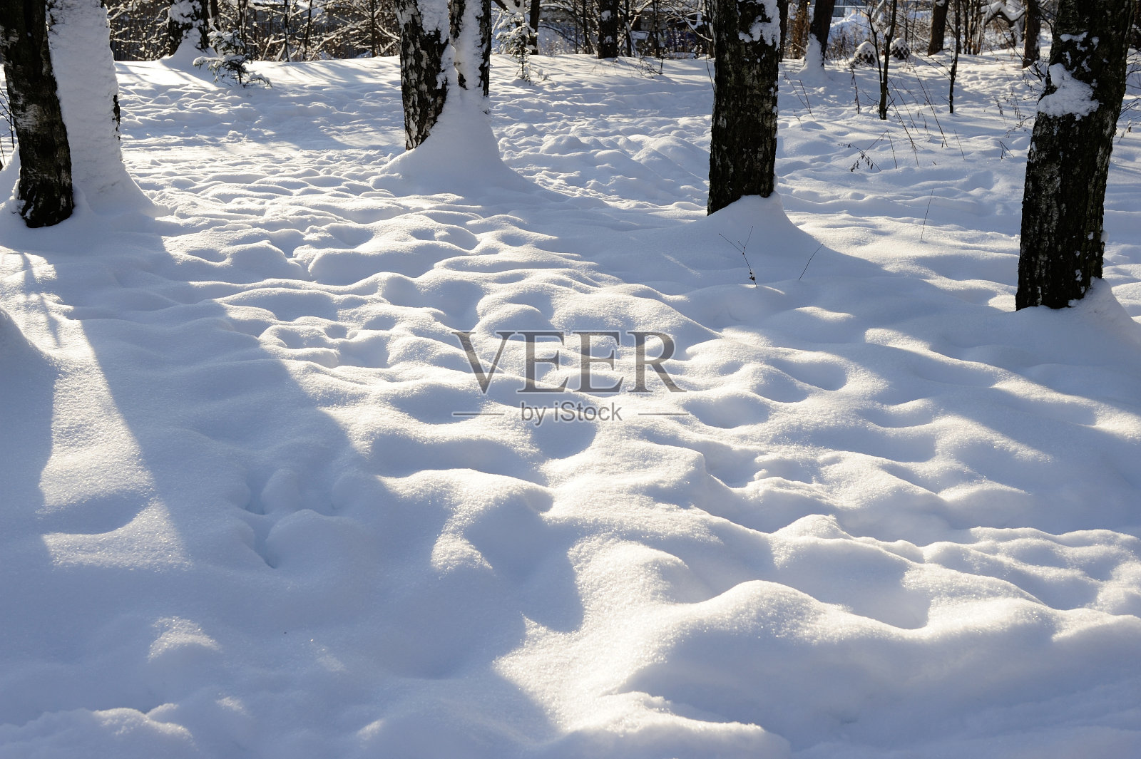 美丽的白雪覆盖在冬天的森林里照片摄影图片