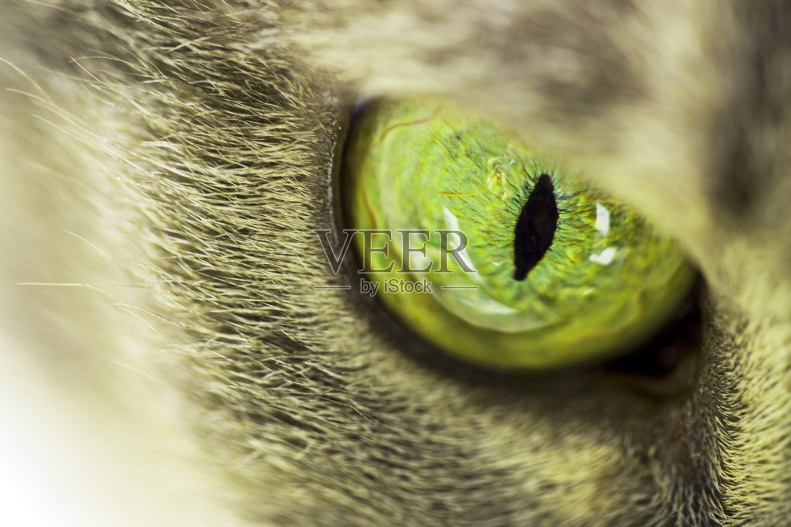 猫的眼睛照片摄影图片