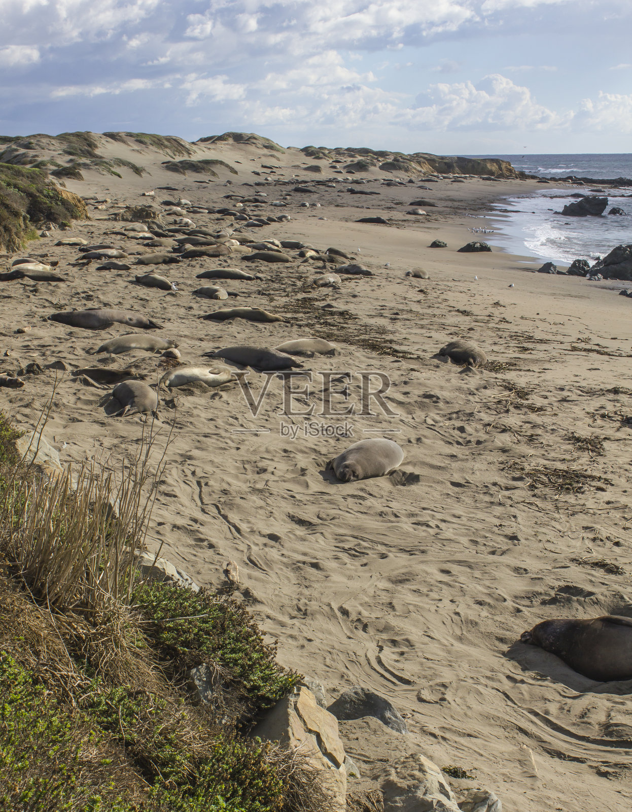 象海豹照片摄影图片