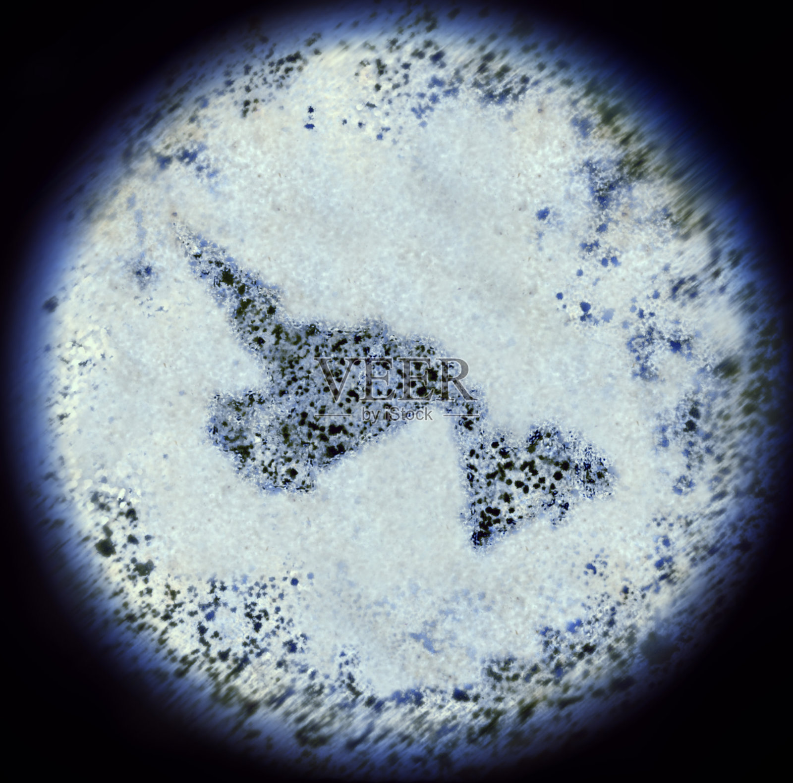 通过显微镜观察成纽芬兰形状的细菌(系列)照片摄影图片