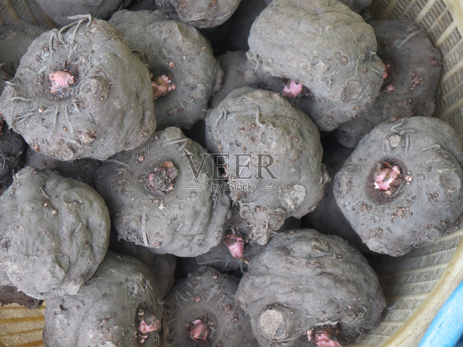 魔芋种植照片摄影图片