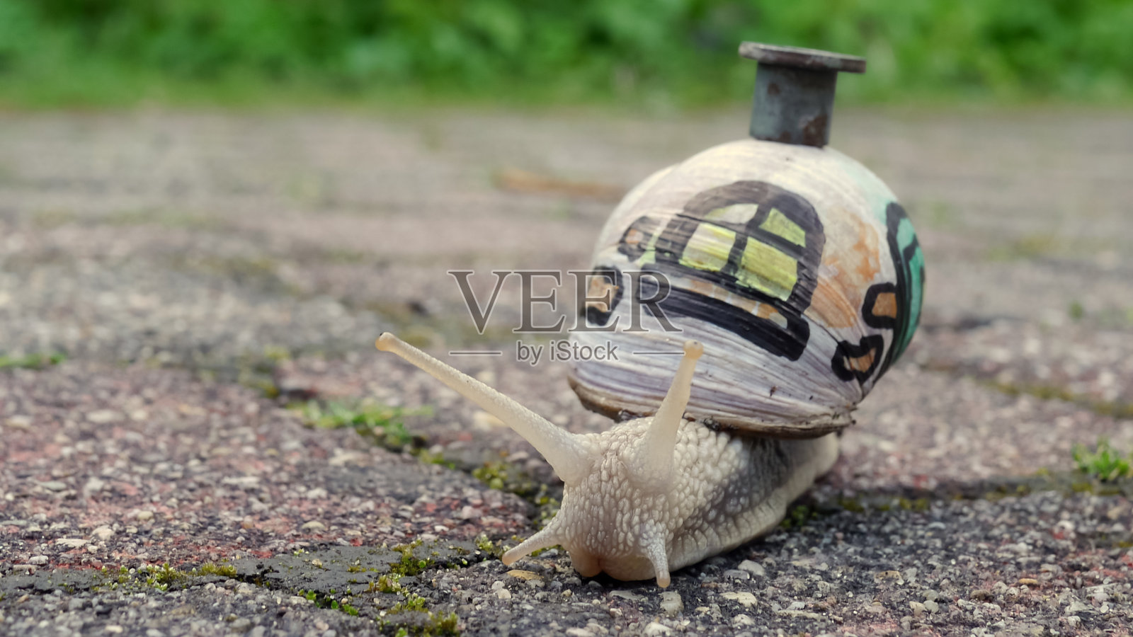 有窗子和烟囱的蜗牛照片摄影图片