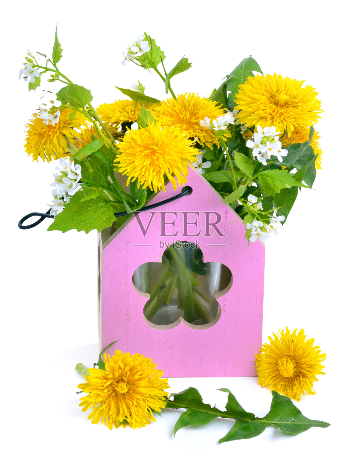 装饰花瓶里的野生蒲公英照片摄影图片