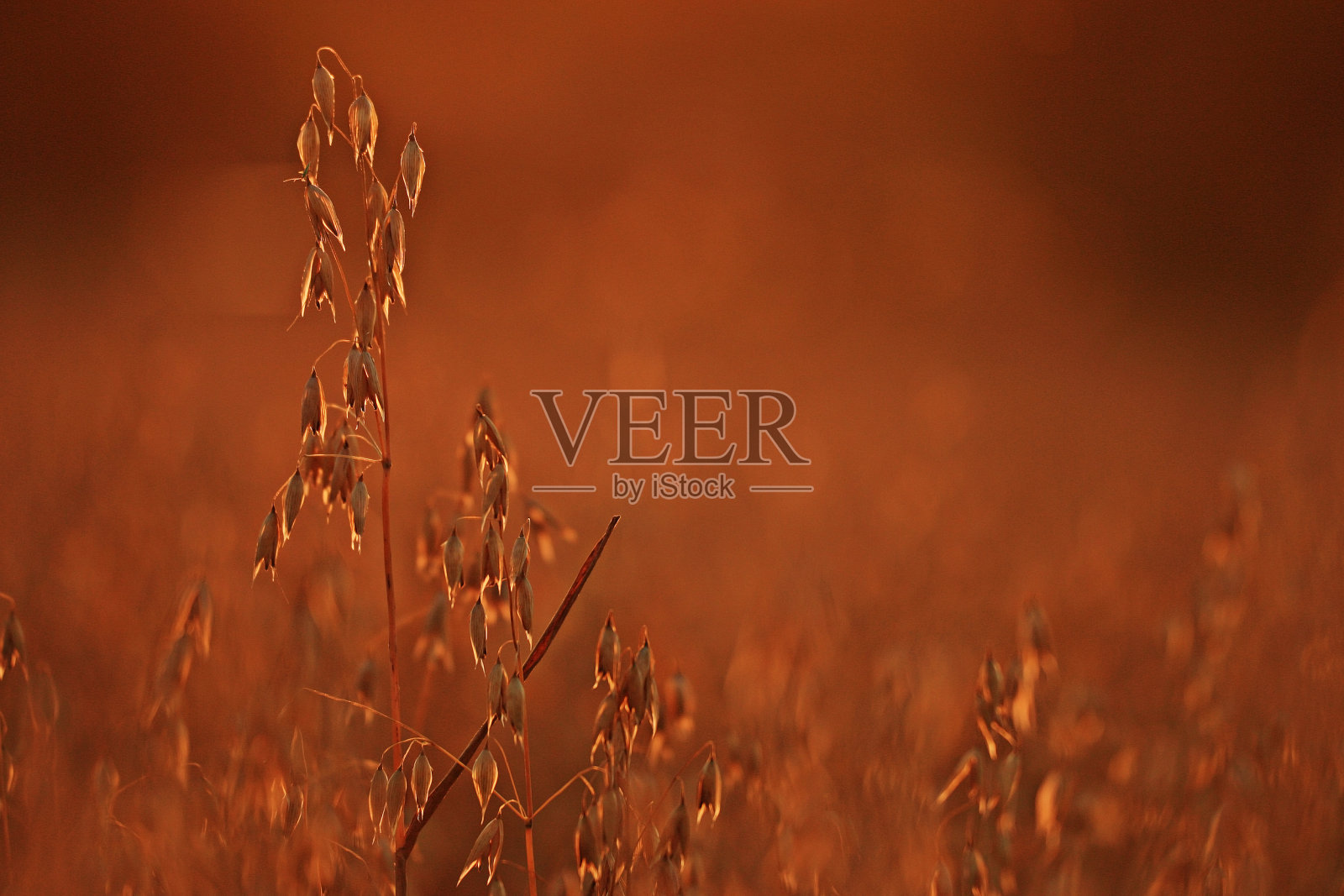 模糊的背景干草日落照片摄影图片