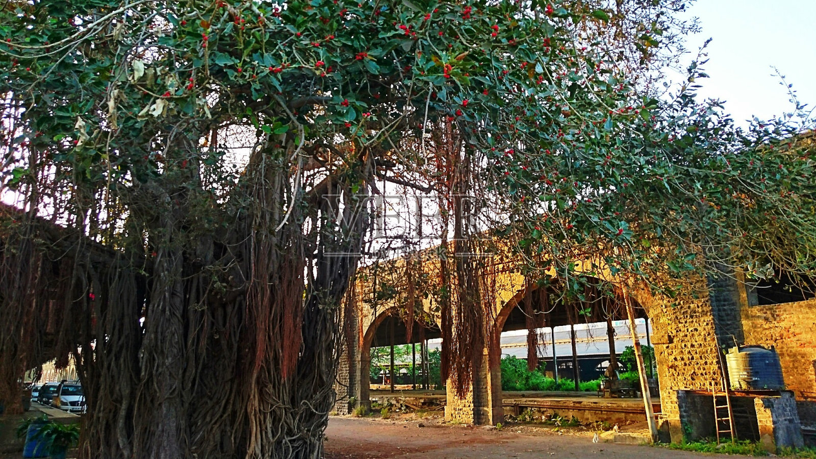 树枝半侧面照片摄影图片