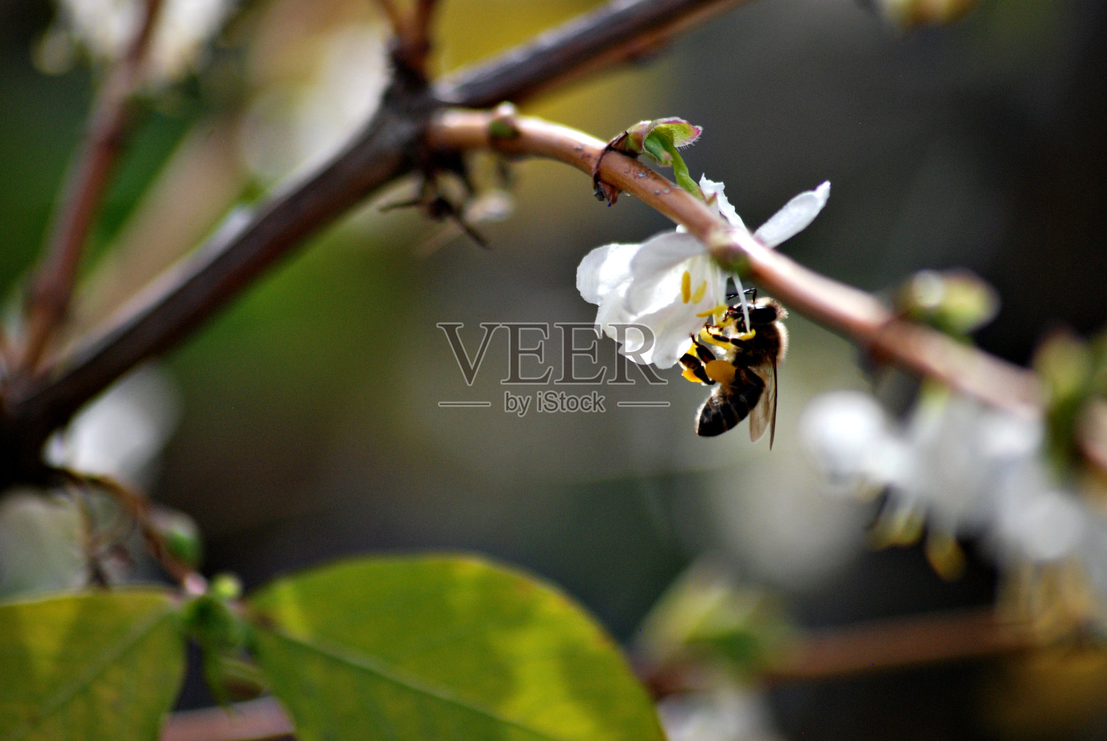 一只蜜蜂在一朵白花上照片摄影图片