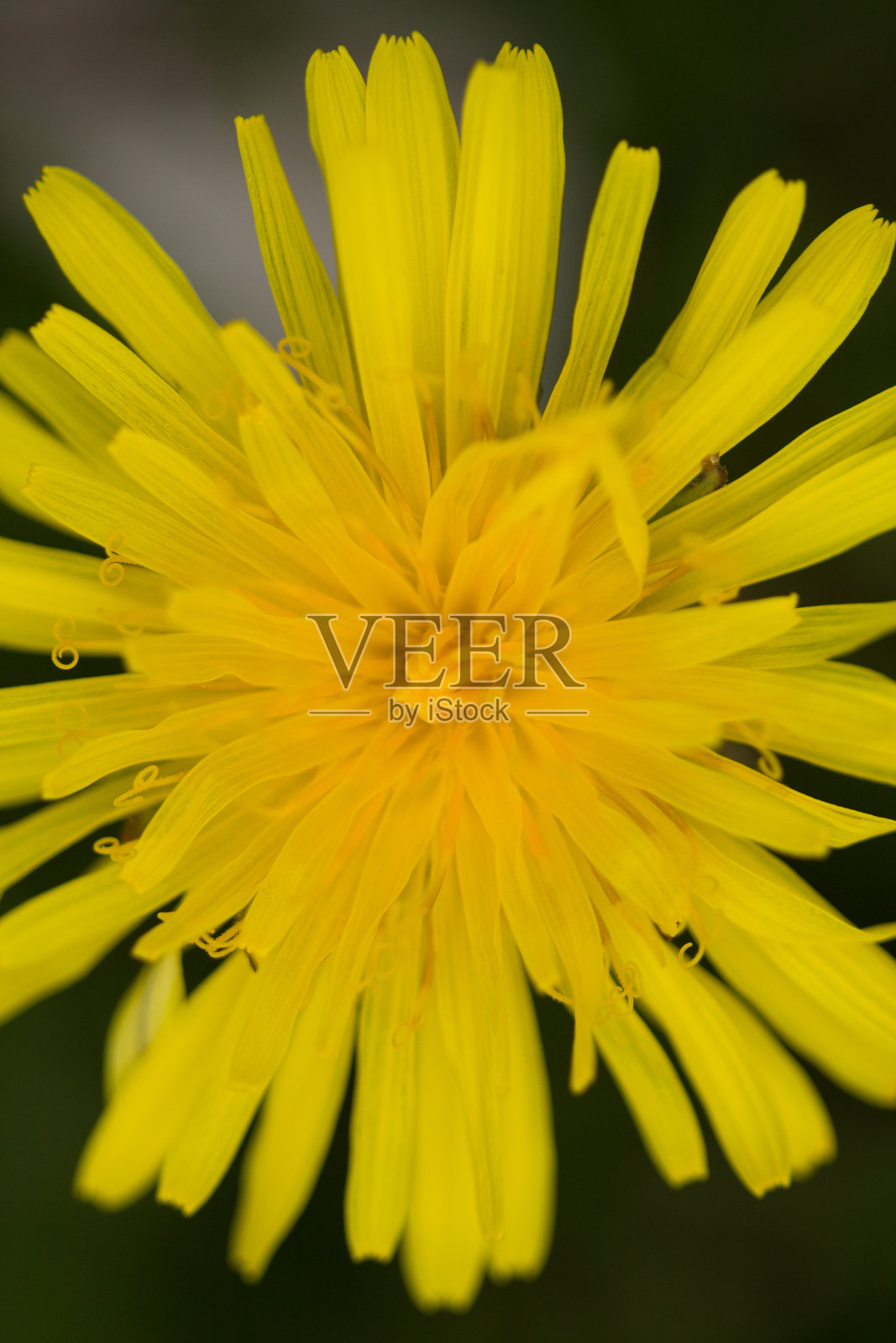 蒲公英照片摄影图片