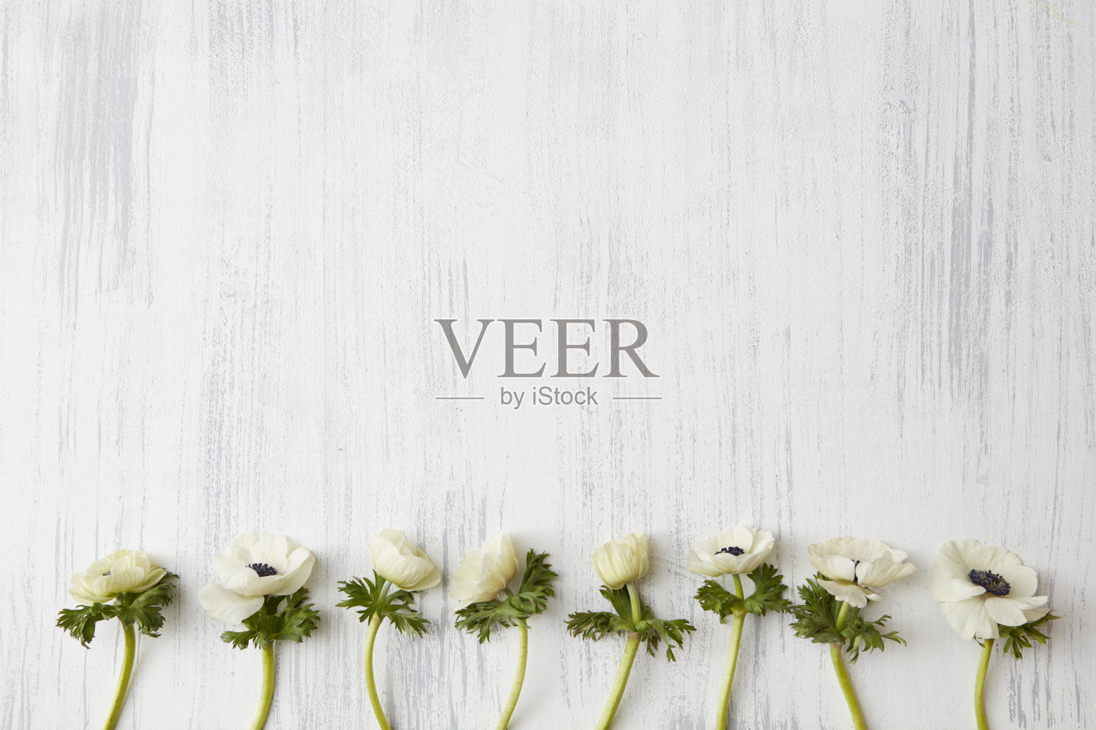 白色的花在白色的背景上照片摄影图片