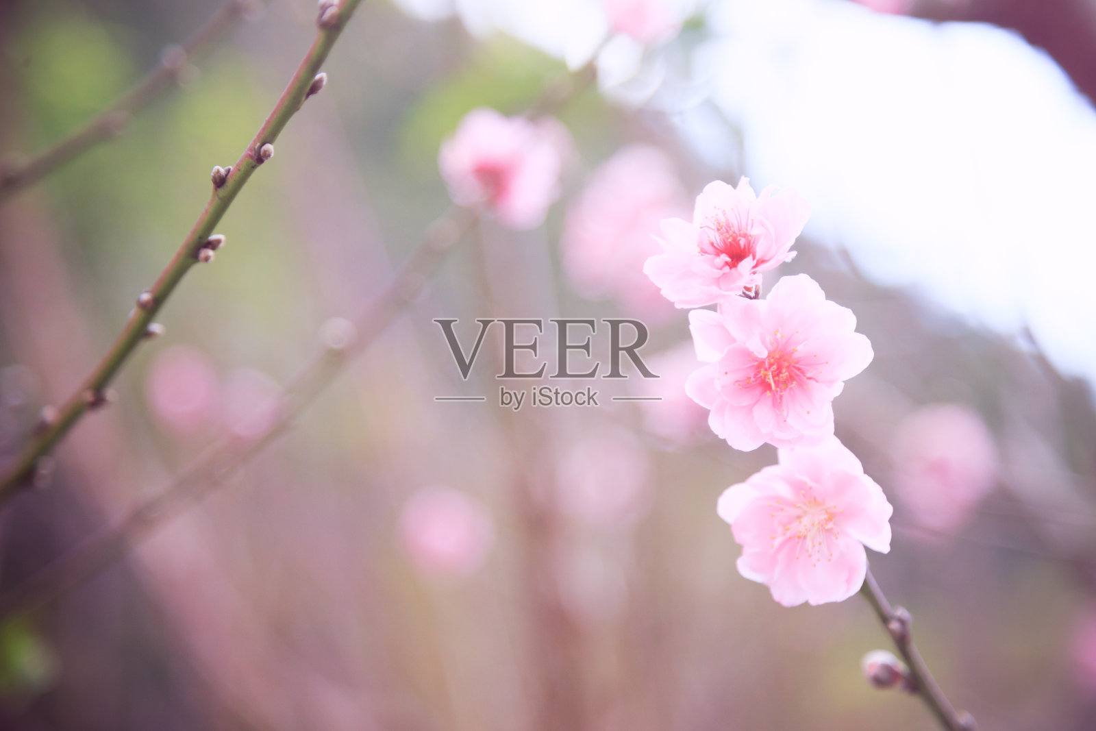 樱花复古风格照片摄影图片