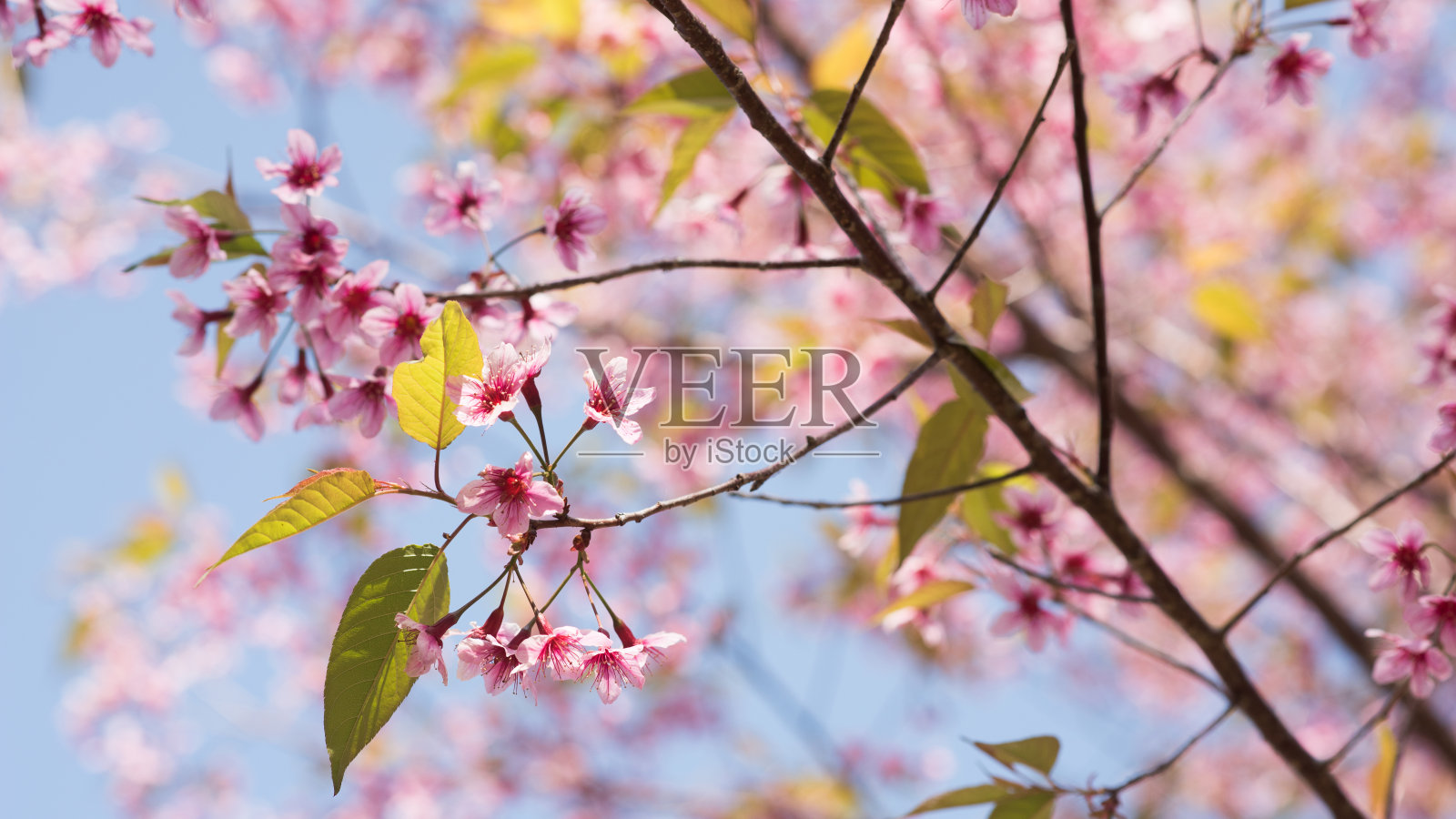 野生喜马拉雅樱桃照片摄影图片