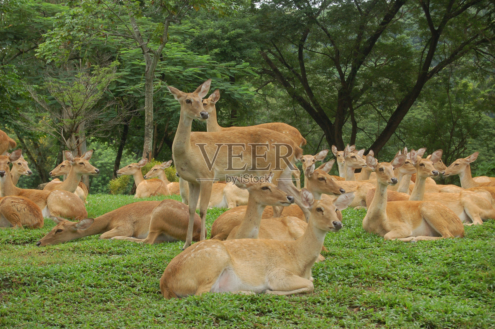 群鹿照片摄影图片