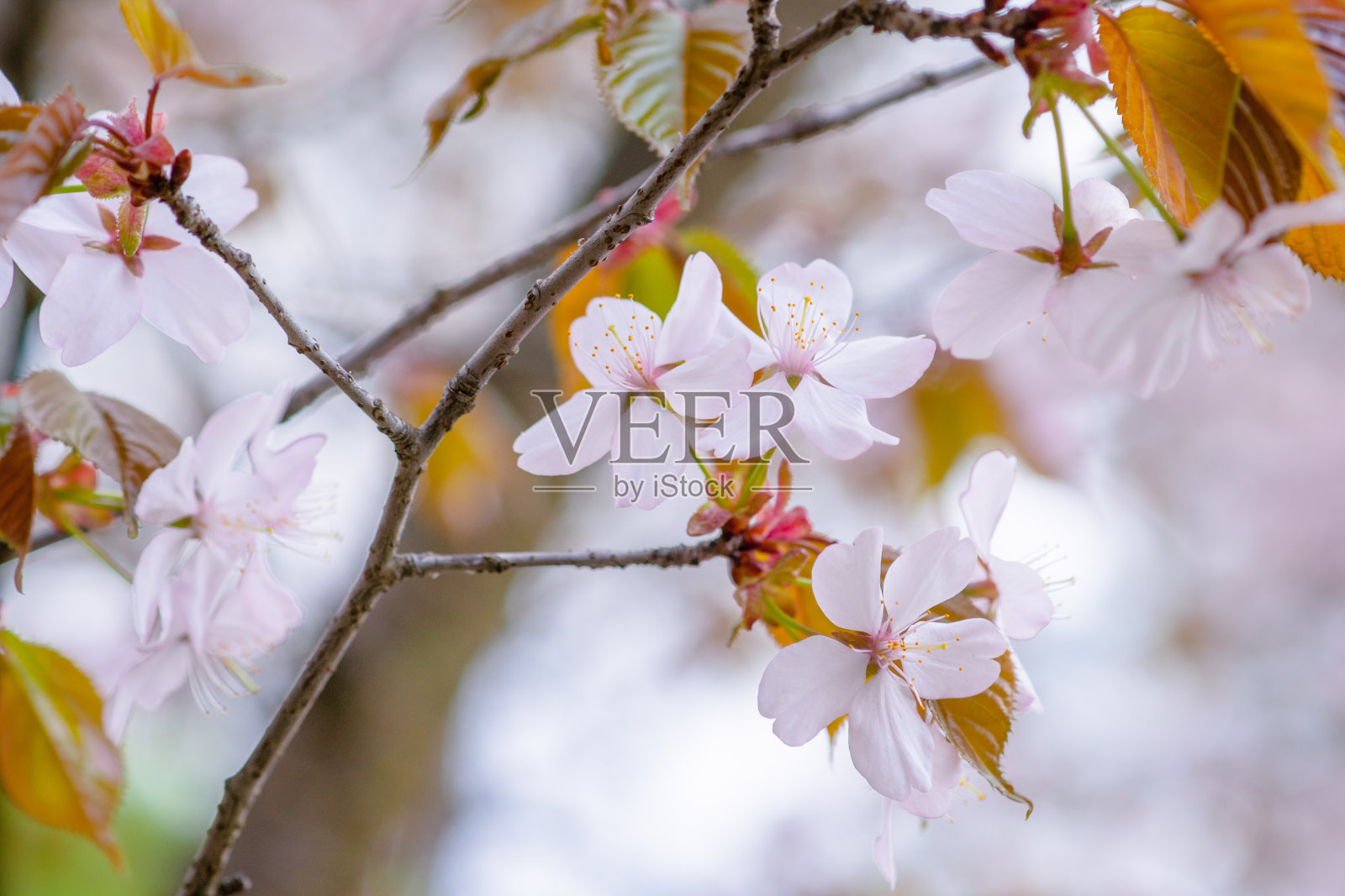 近距离观看柔软的粉红色樱花在树枝上的日本樱桃树照片摄影图片