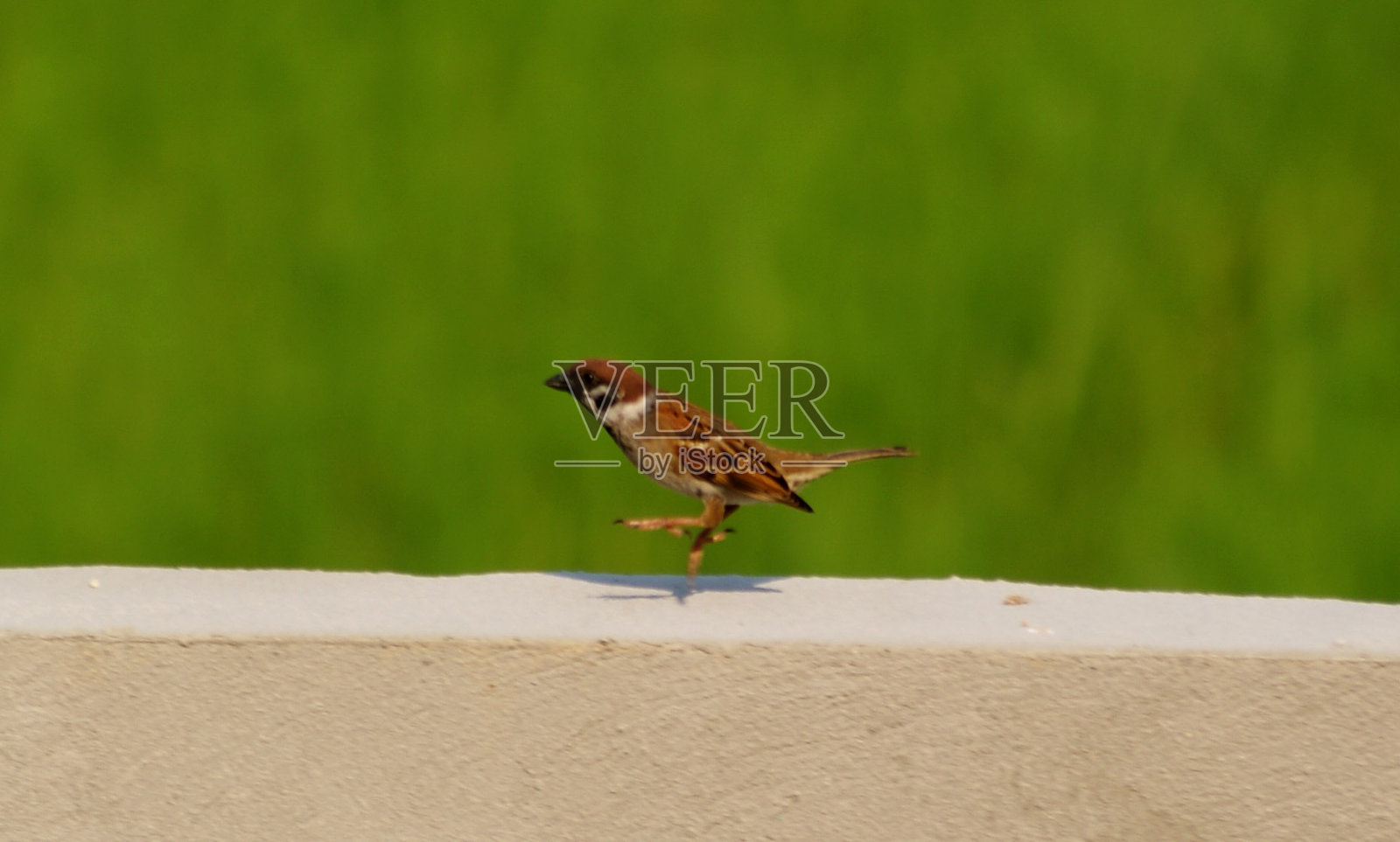 跳照片摄影图片