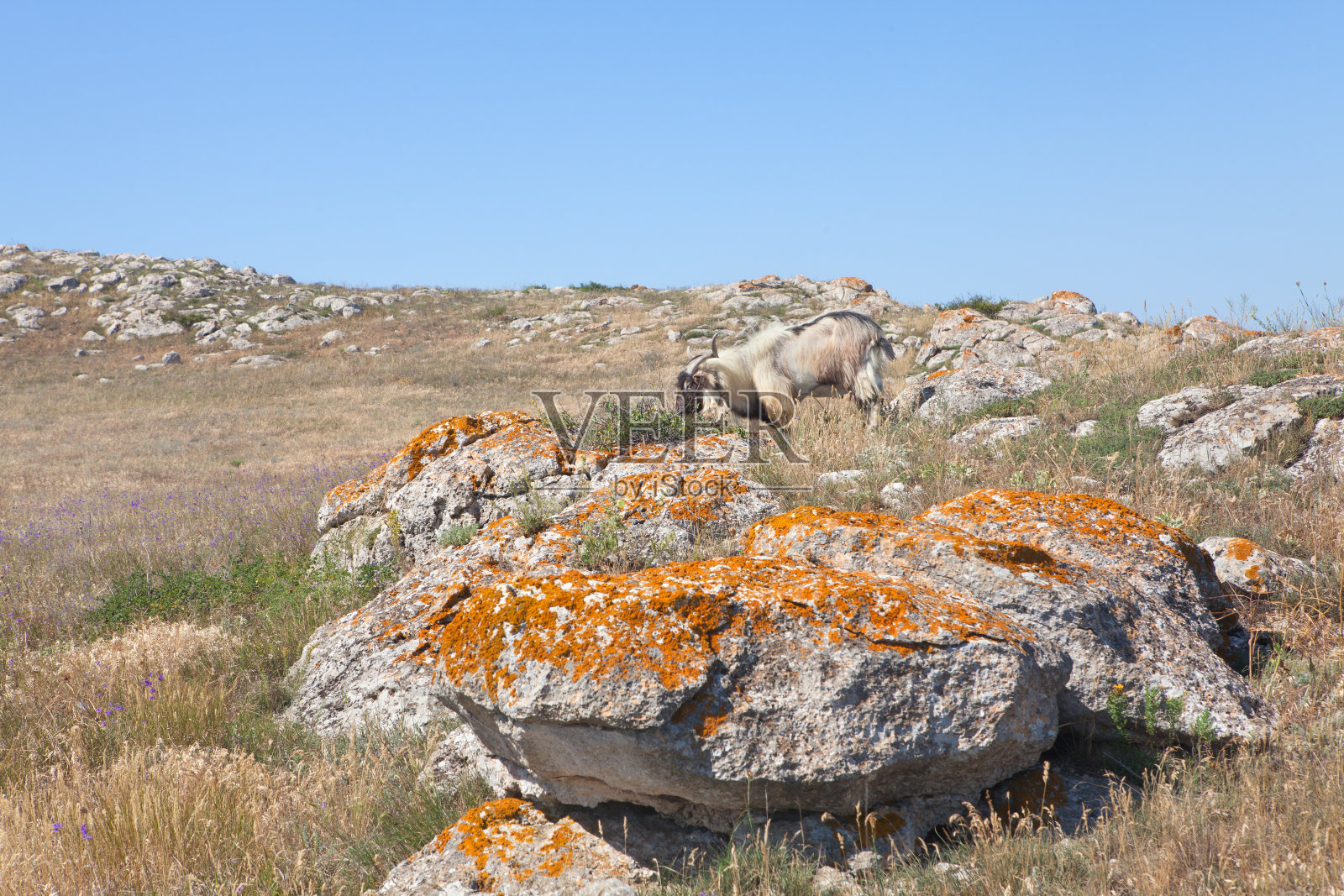 野生动物中的山羊照片摄影图片