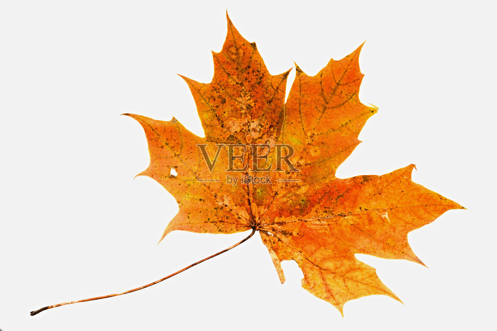 白色背景上的天然枫叶照片摄影图片