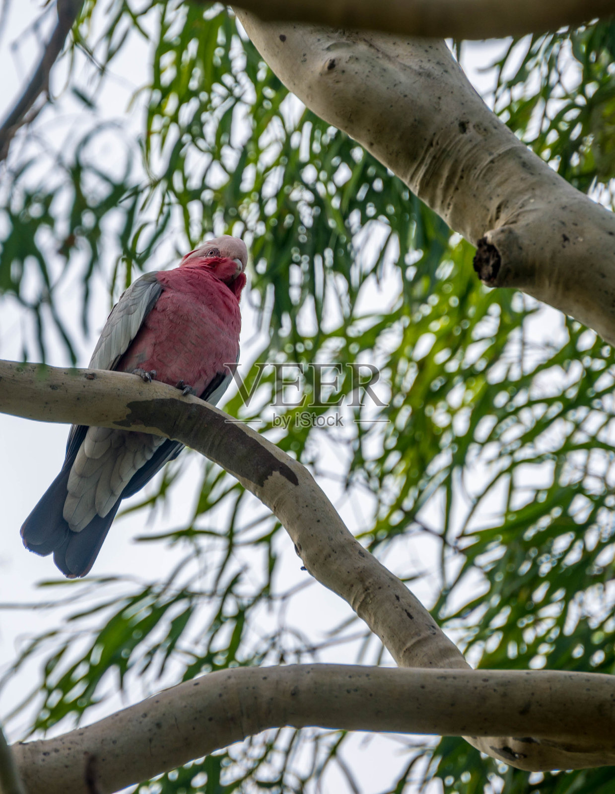 加拉在树上照片摄影图片