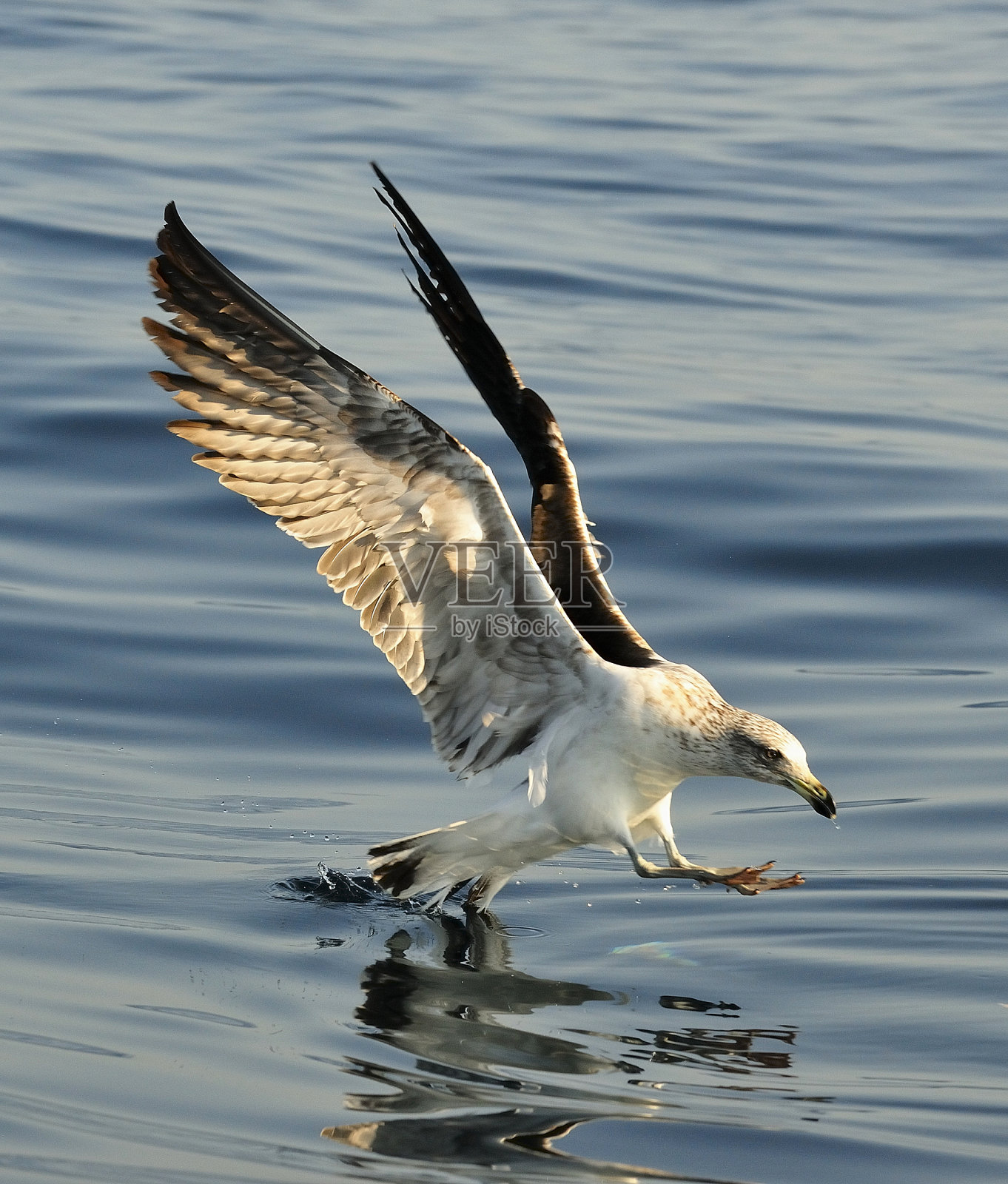 少年海带海鸥照片摄影图片
