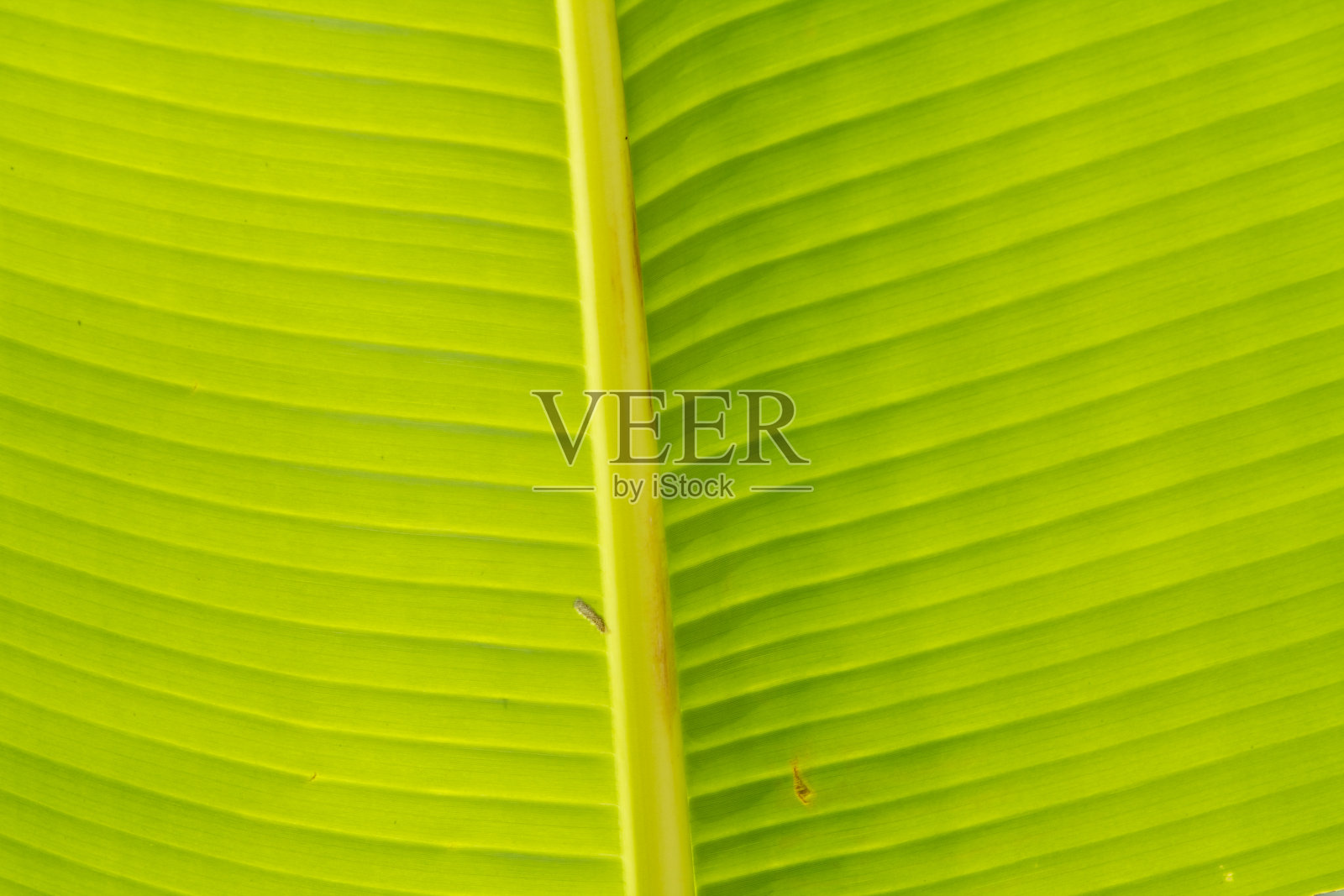 香蕉叶子，背景是香蕉叶子。照片摄影图片