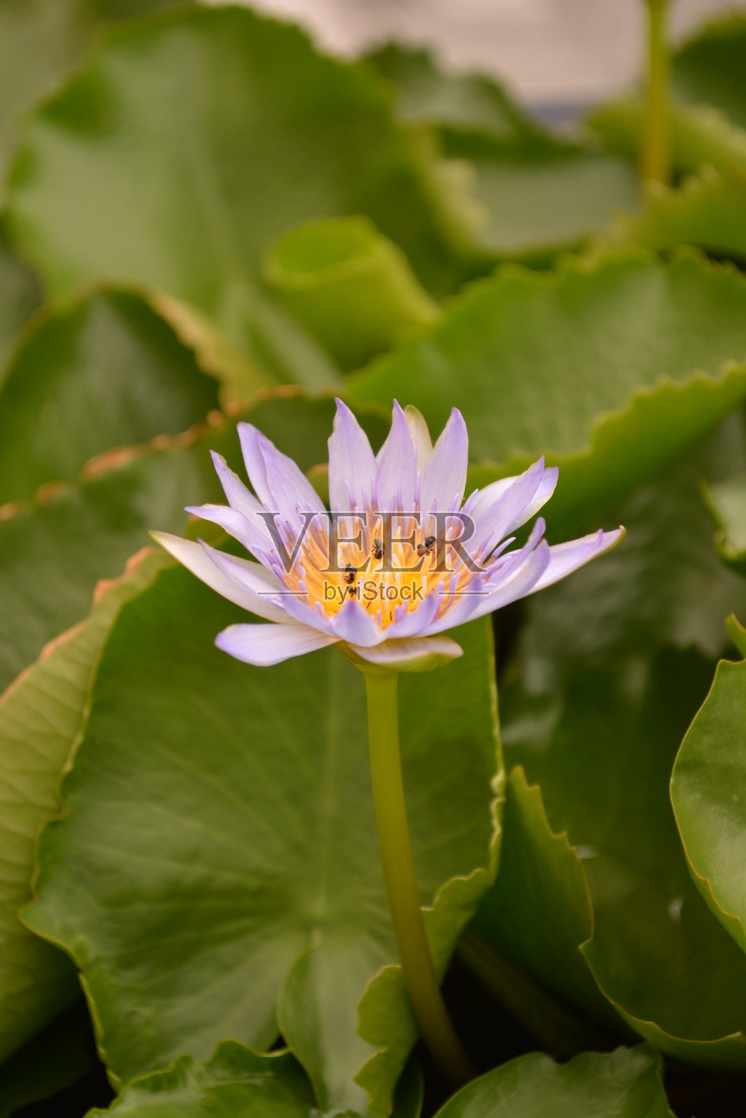 莲花照片摄影图片